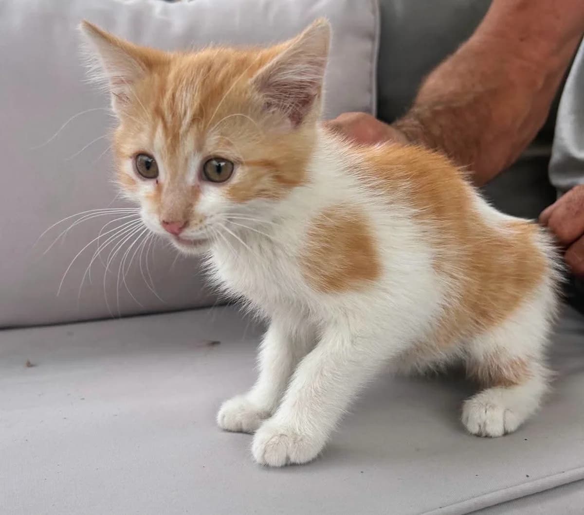 BABY, female puppy Mixed Breed for adoption at SPA 65 Tarbes, Tarbes