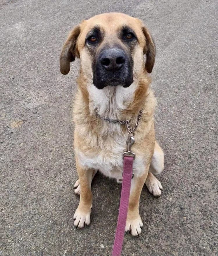 BALOO, male mixed breed for adoption at SPA 65 Tarbes, Tarbes