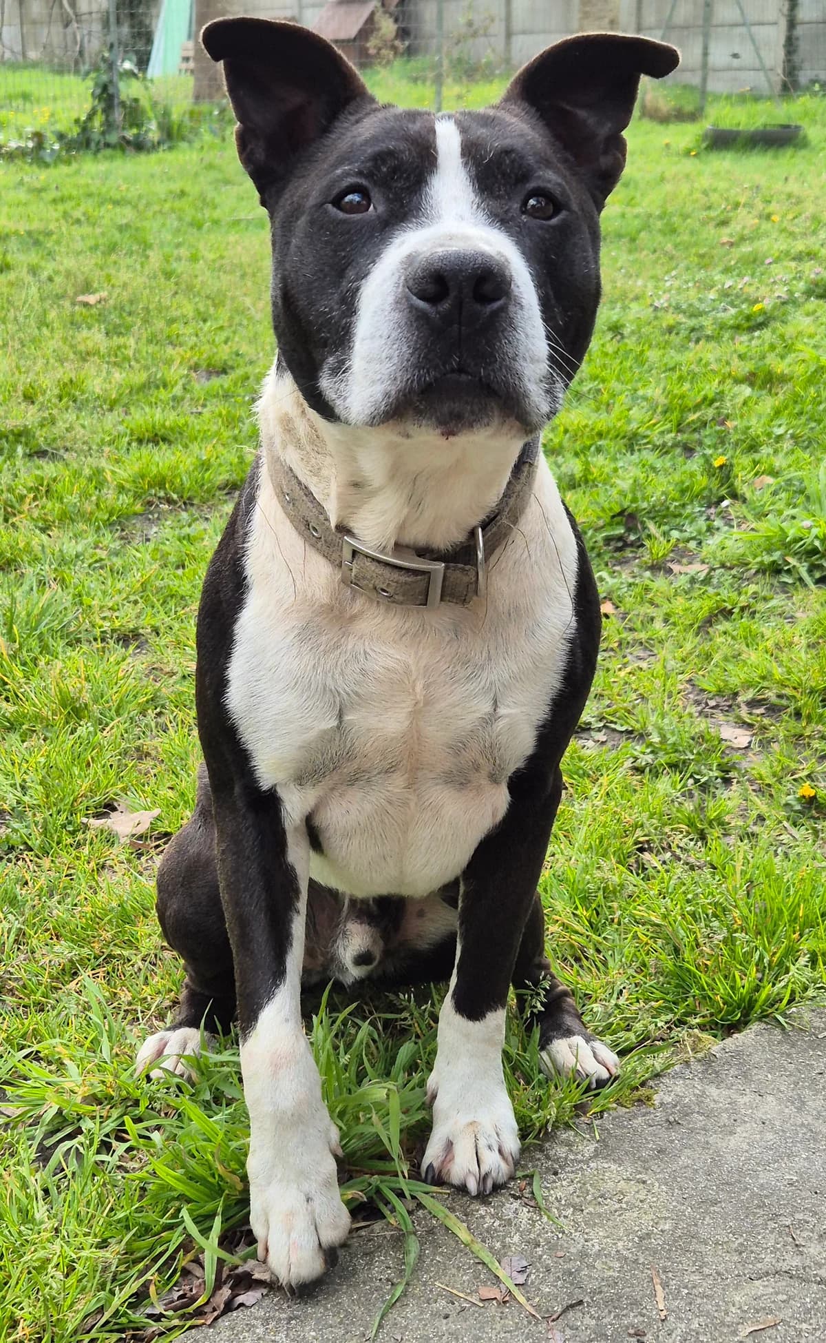 BALOU, male 6yo American Bully for adoption at SPA 65 Tarbes, Tarbes