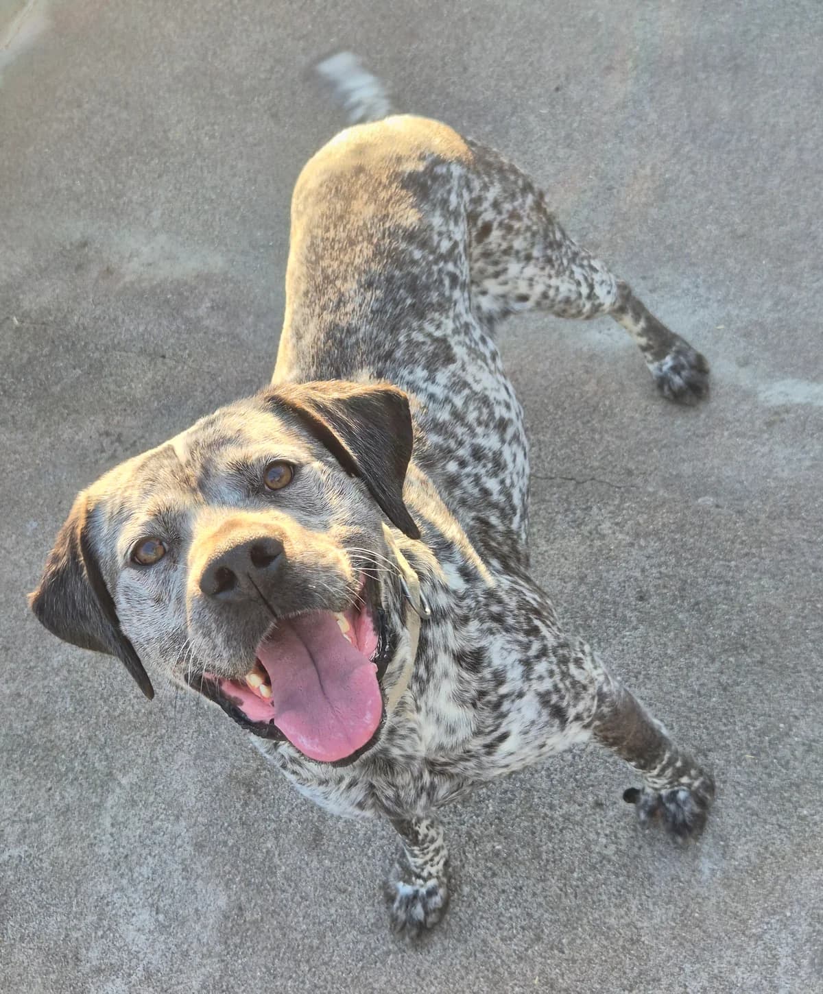 BALTIC, male senior Pointer for adoption at SPA 65 Tarbes, Tarbes