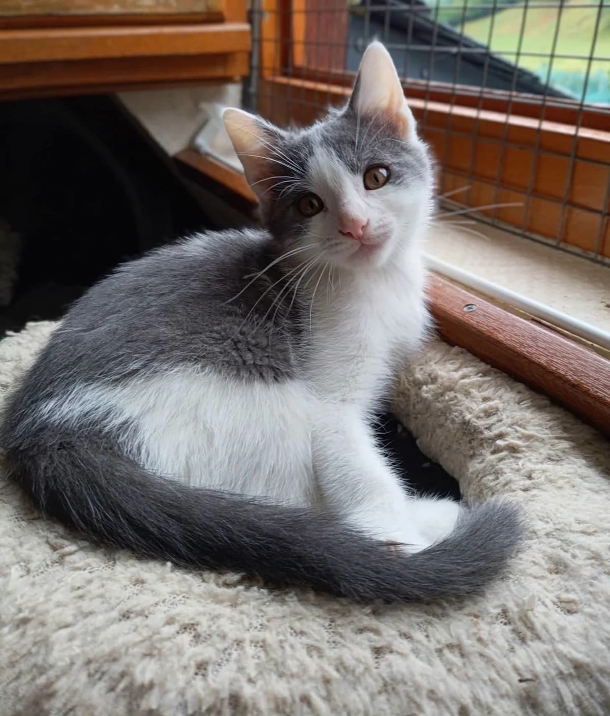 BAMBOU, male puppy Mixed Breed for adoption at SPA 65 Tarbes, Tarbes