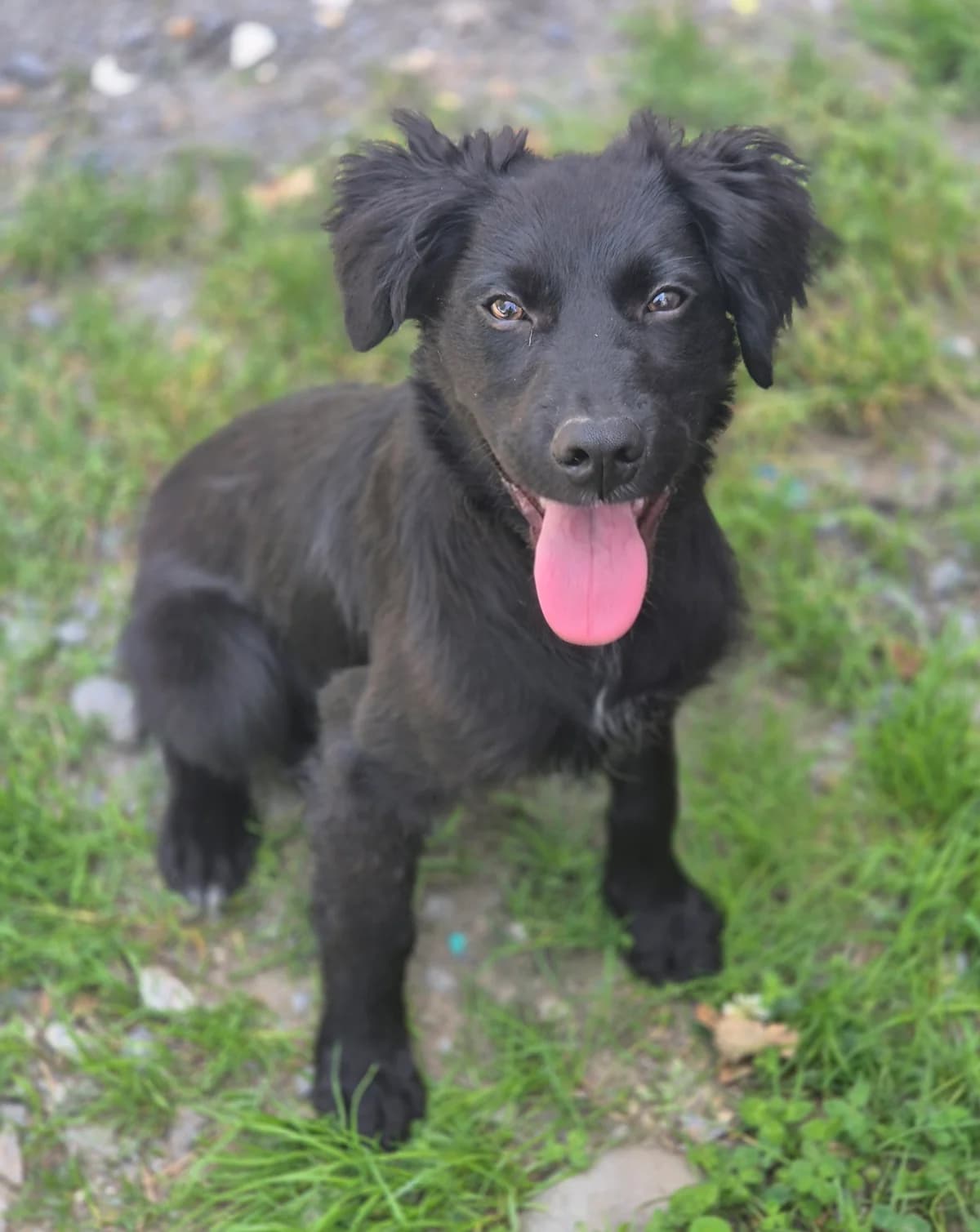 BILLY, male puppy Border Collie for adoption at SPA 65 Tarbes, Tarbes
