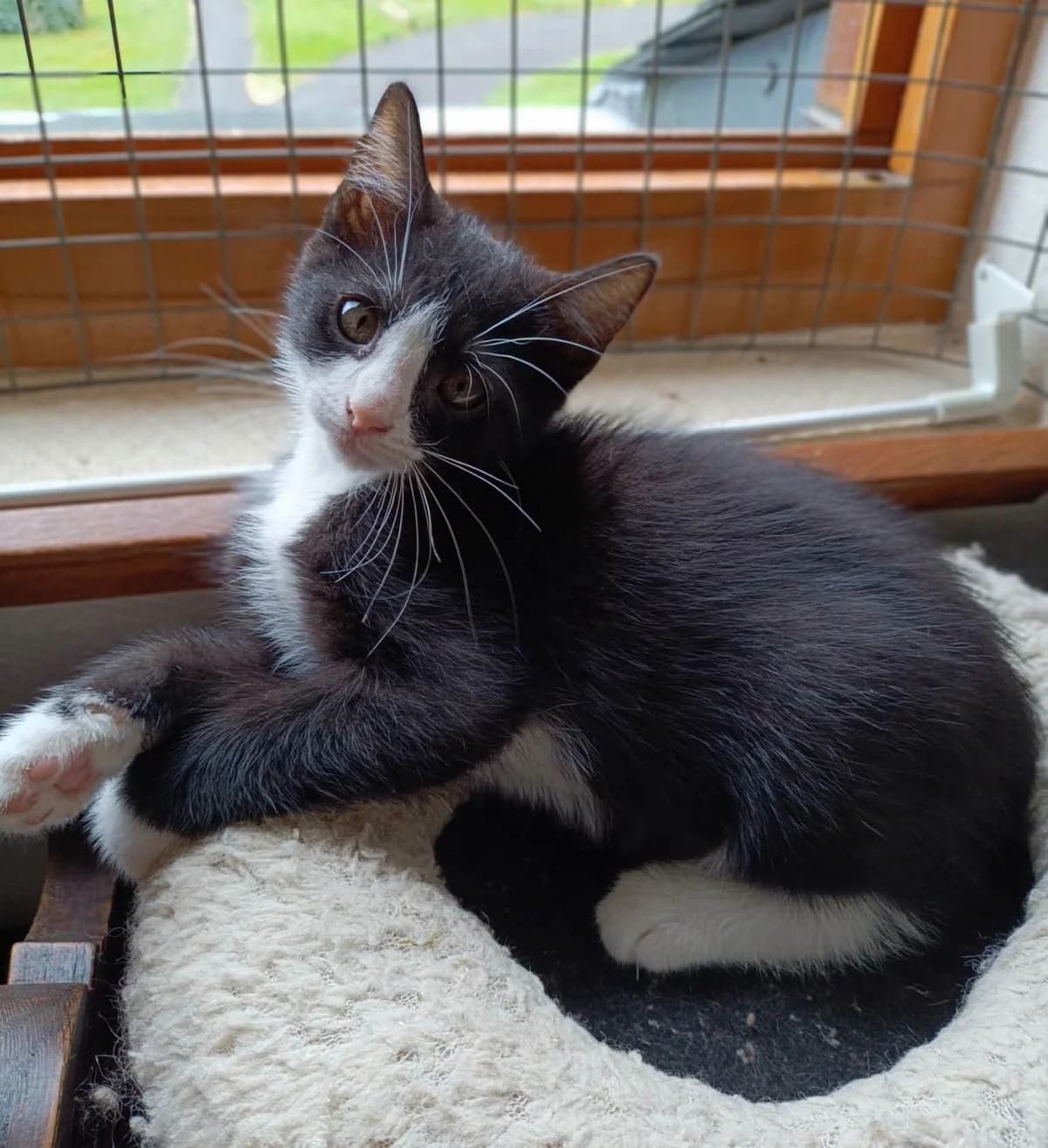 BINGO, male puppy Mixed Breed for adoption at SPA 65 Tarbes, Tarbes