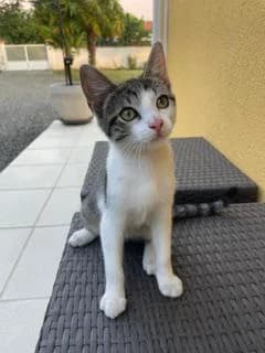BIRDY, female puppy Mixed Breed for adoption at SPA 65 Tarbes, Tarbes