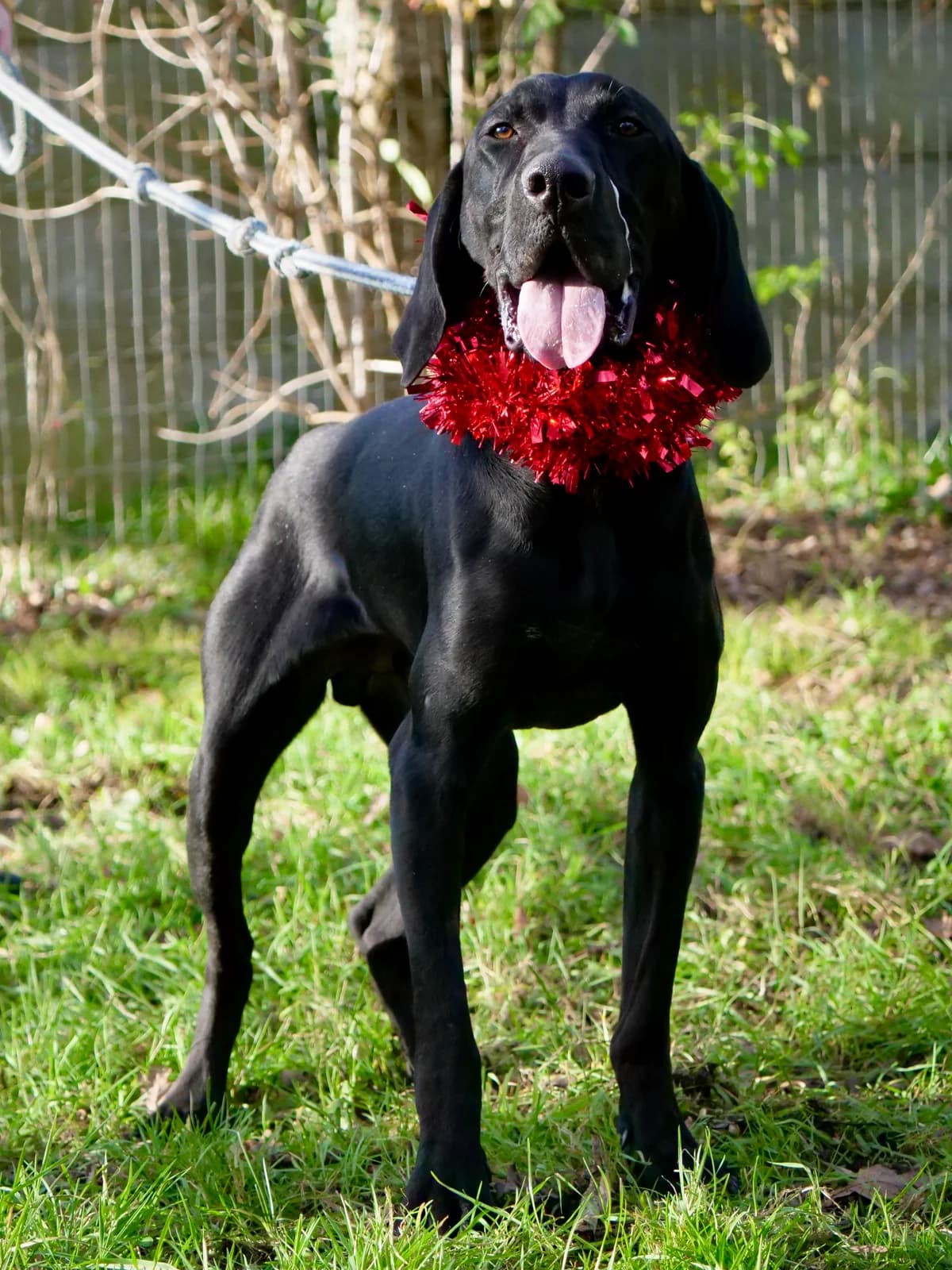 BONGO, male 4yo Pointer for adoption at SPA 65 Tarbes, Tarbes