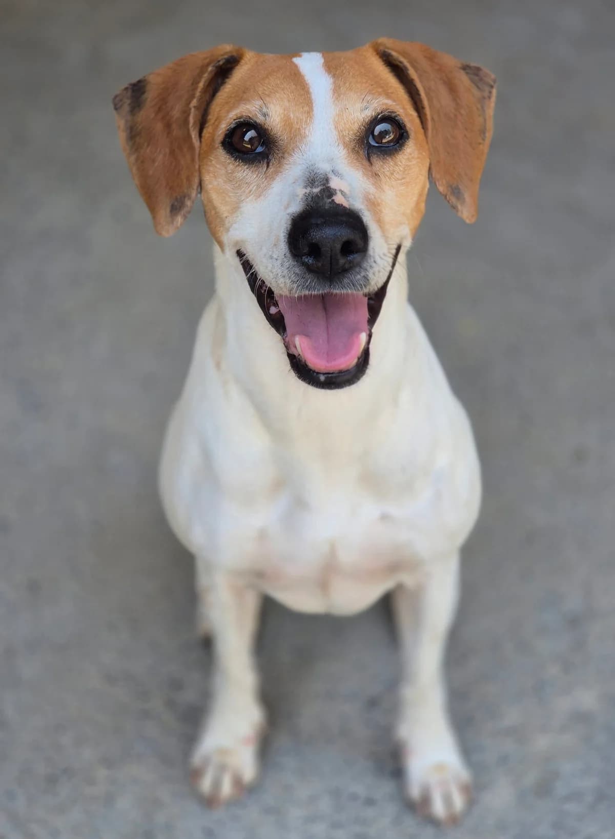 CALINE, female senior Jack Russell Terrier for adoption at SPA 65 Tarbes, Tarbes