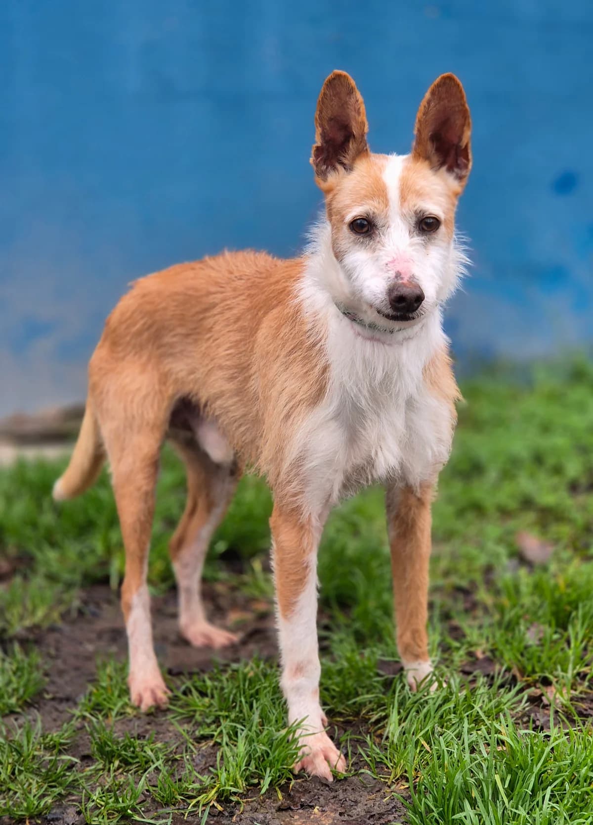 DALI, male 7yo Podenco for adoption at SPA 65 Tarbes, Tarbes