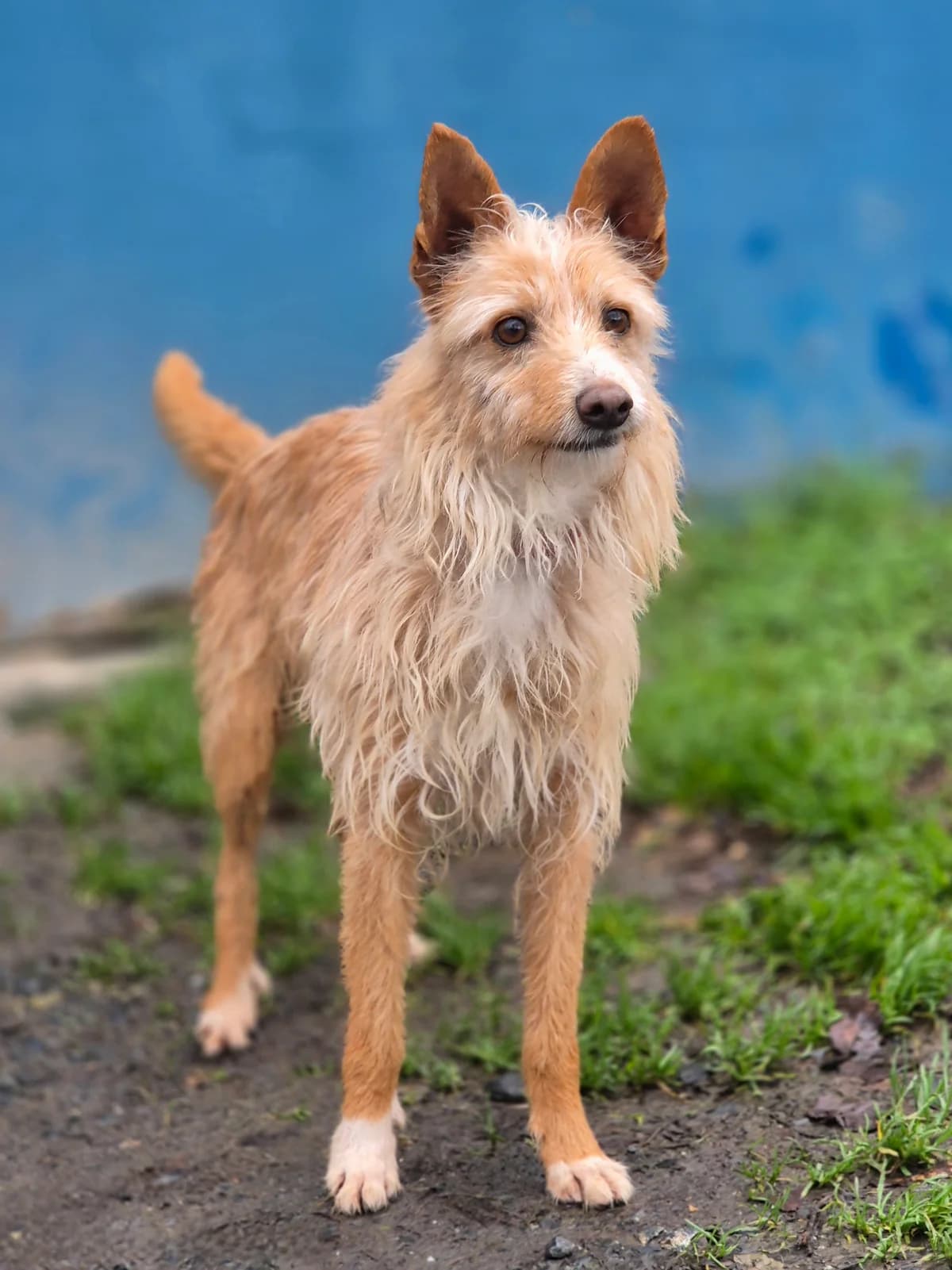 DANDY, male 7yo Podenco for adoption at SPA 65 Tarbes, Tarbes