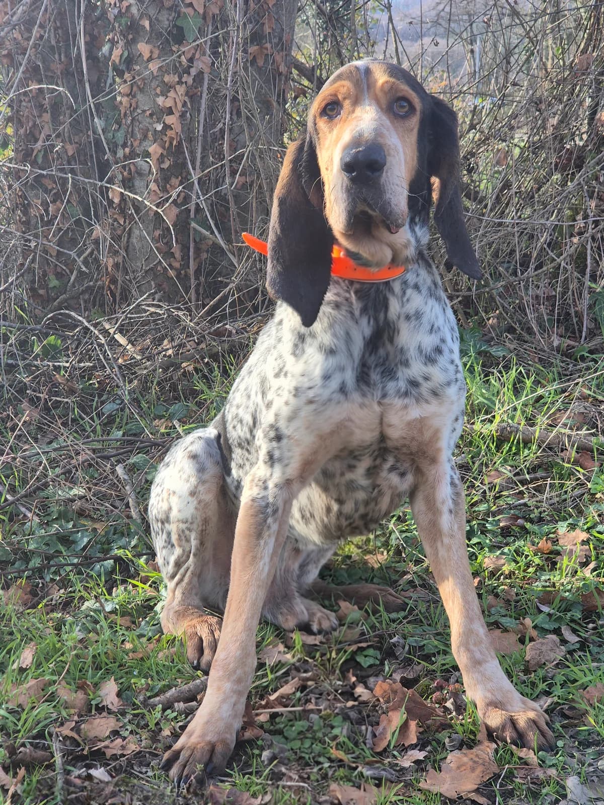 DJANGO,  (SPA 65 Tarbes)
