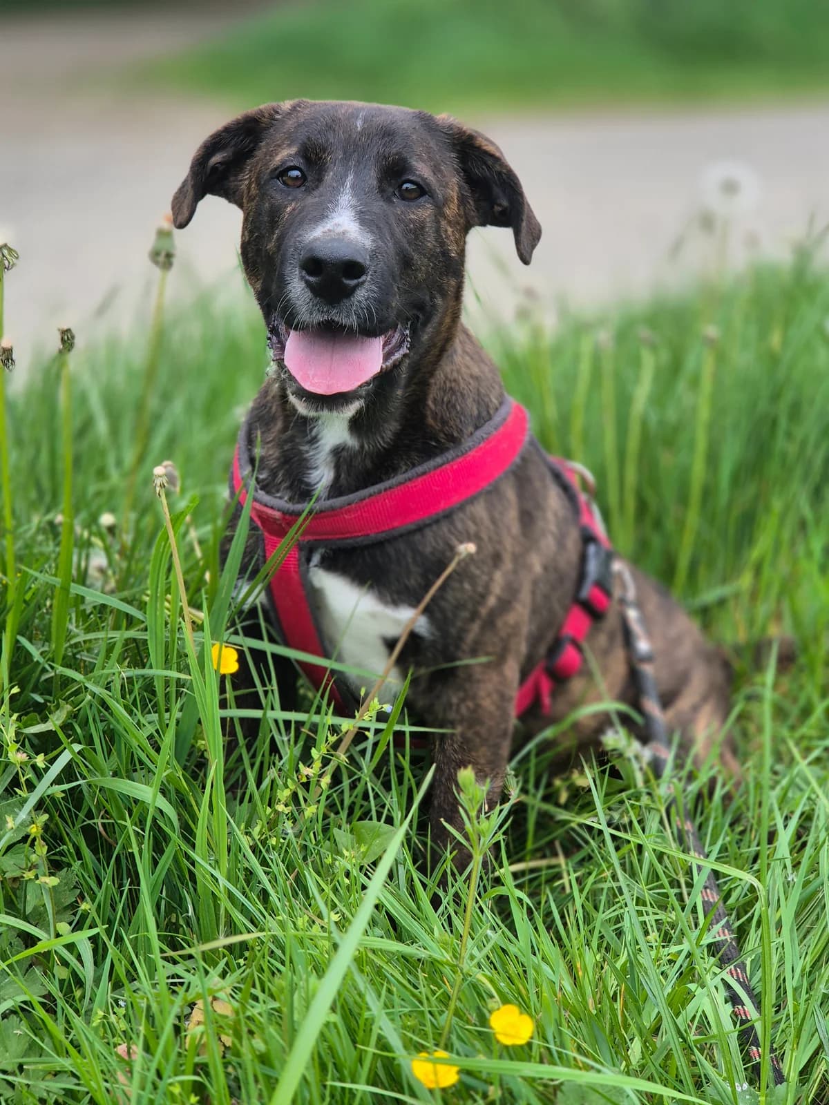 FLASH, male puppy Cane Corso for adoption at SPA 65 Tarbes, Tarbes