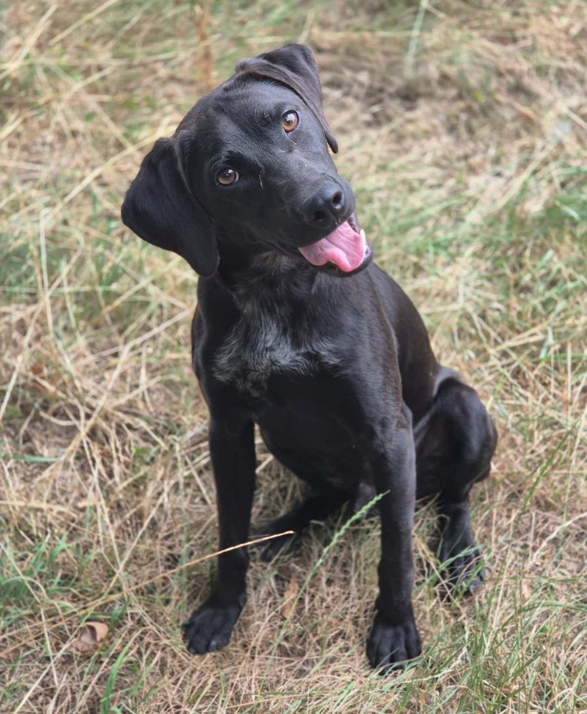 FUNKY, male puppy Pointer for adoption at SPA 65 Tarbes, Tarbes