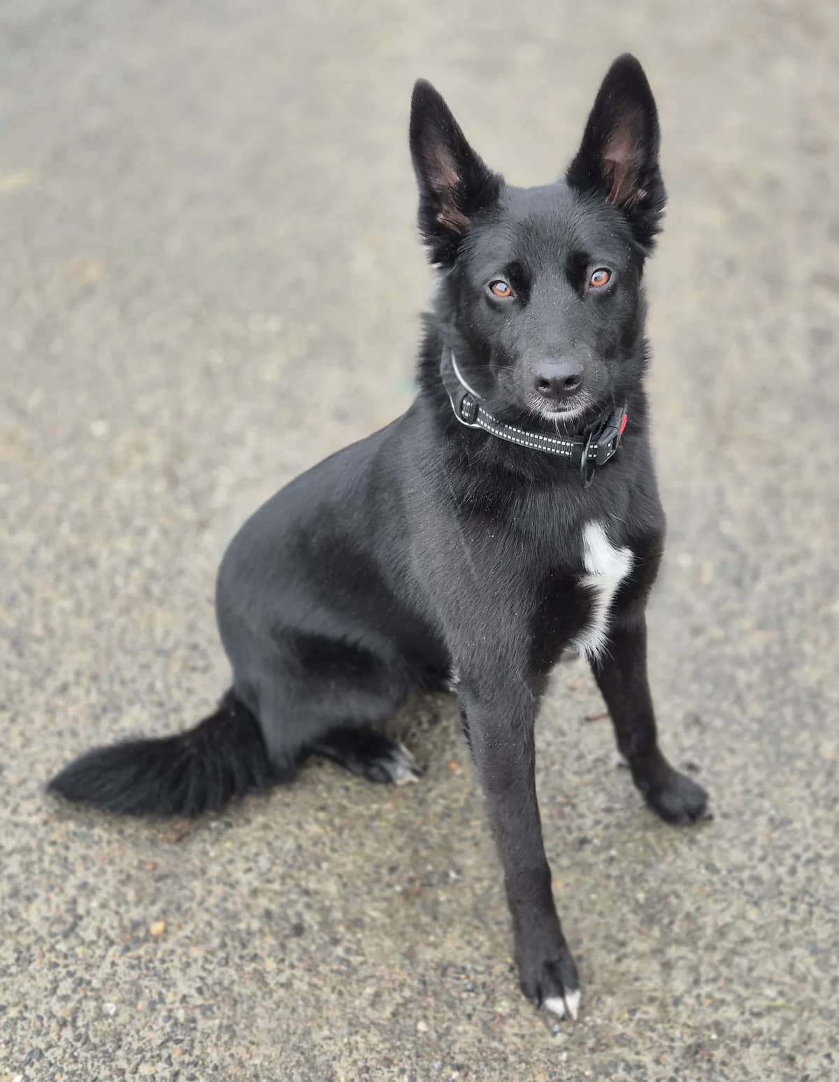 GAÏA, female young Border Collie for adoption at SPA 65 Tarbes, Tarbes
