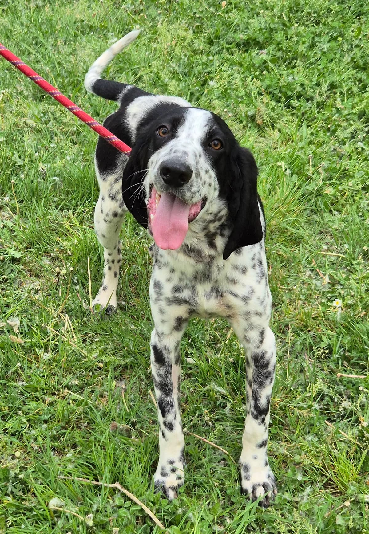 HADES, male mixed breed for adoption at SPA 65 Tarbes, Tarbes