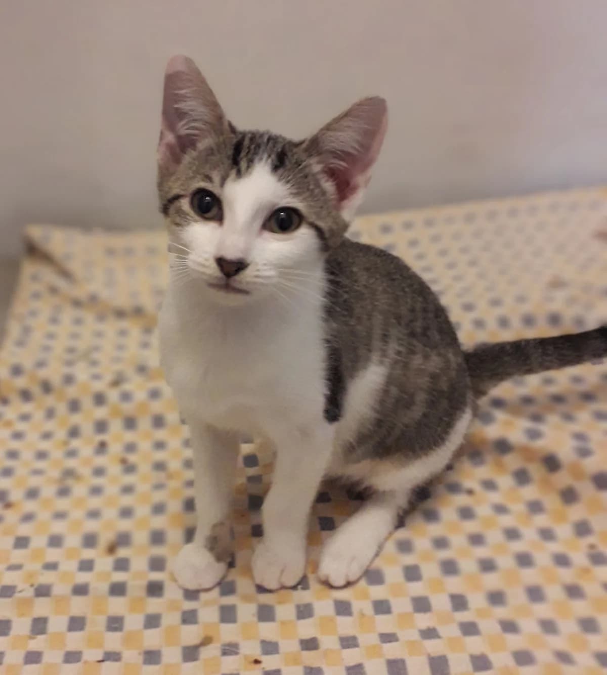 HANNA, female puppy Mixed Breed for adoption at SPA 65 Tarbes, Tarbes