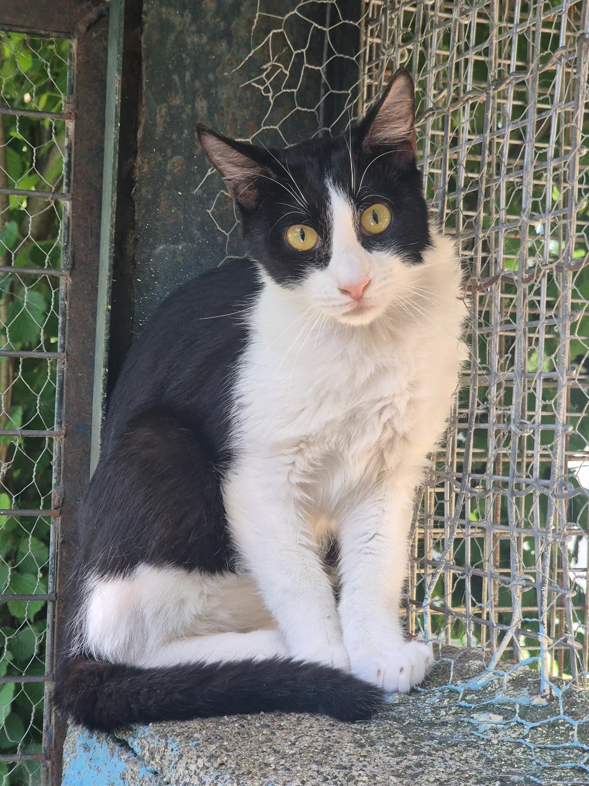 HARIBO, Mixed Breed (SPA 65 Tarbes)