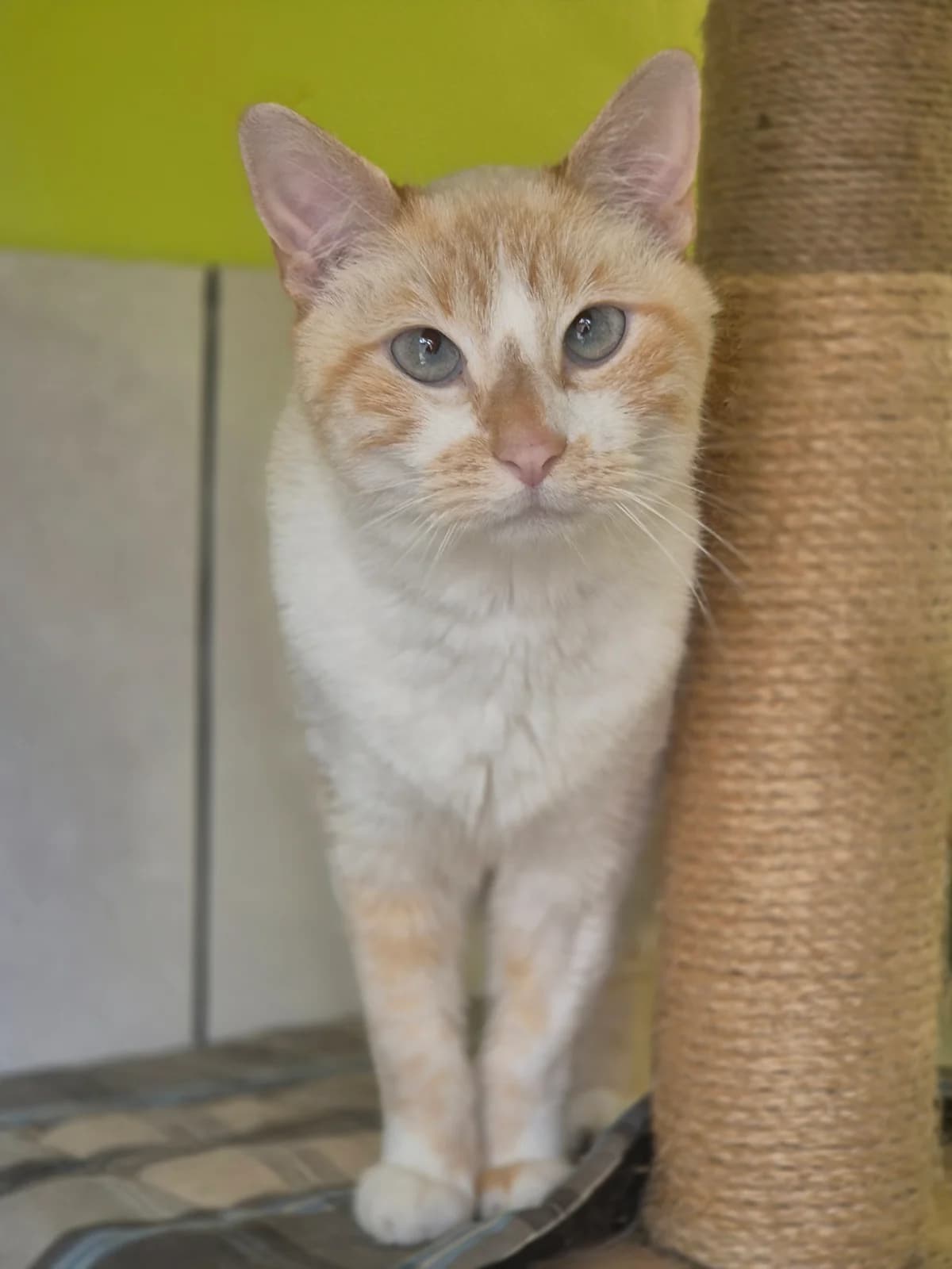 HERMÈS, male Mixed Breed for adoption at SPA 65 Tarbes, Tarbes