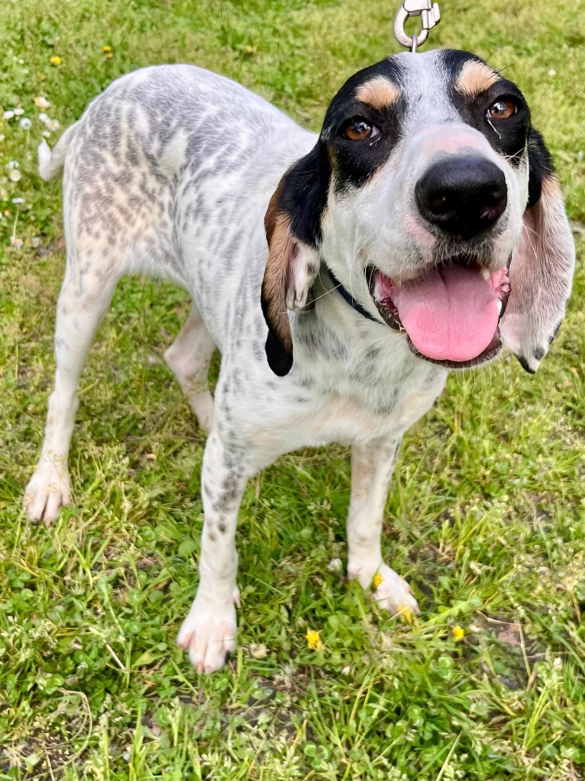 HOLLY, female mixed breed for adoption at SPA 65 Tarbes, Tarbes