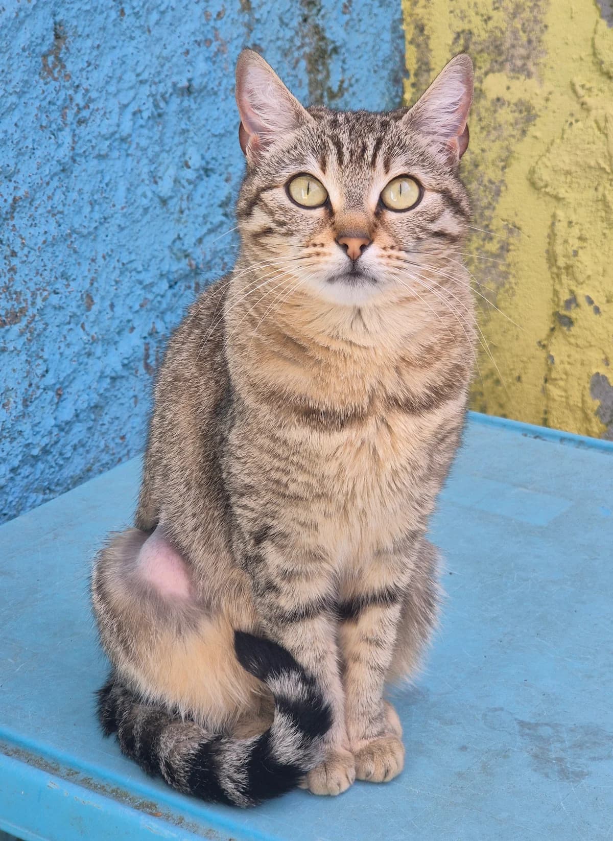 KALY, female young Mixed Breed for adoption at SPA 65 Tarbes, Tarbes
