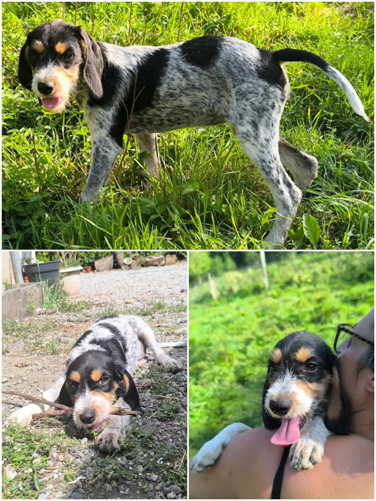 LILA, female puppy mixed breed for adoption at SPA 65 Tarbes, Tarbes