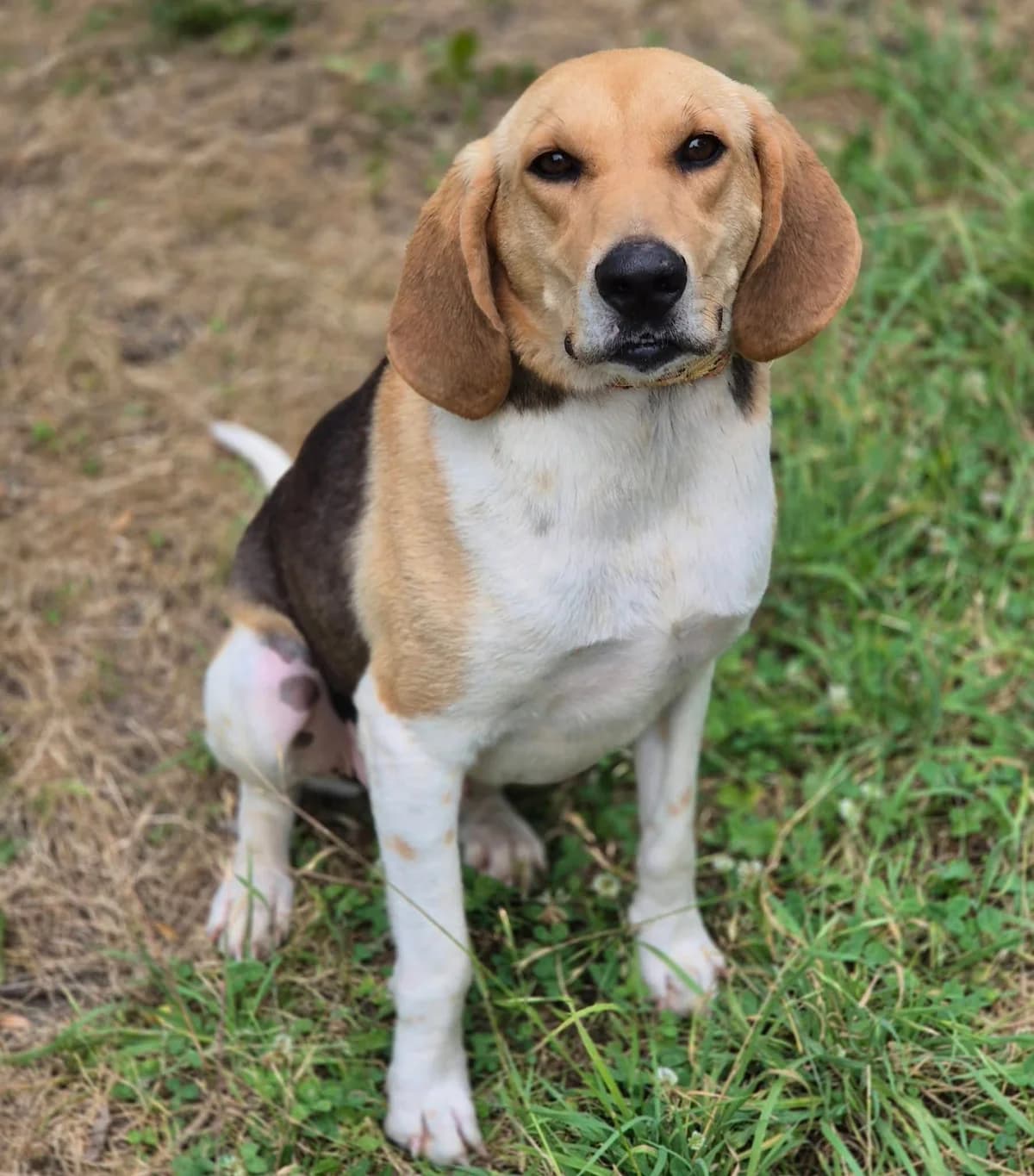 LUCKY, male young mixed breed for adoption at SPA 65 Tarbes, Tarbes