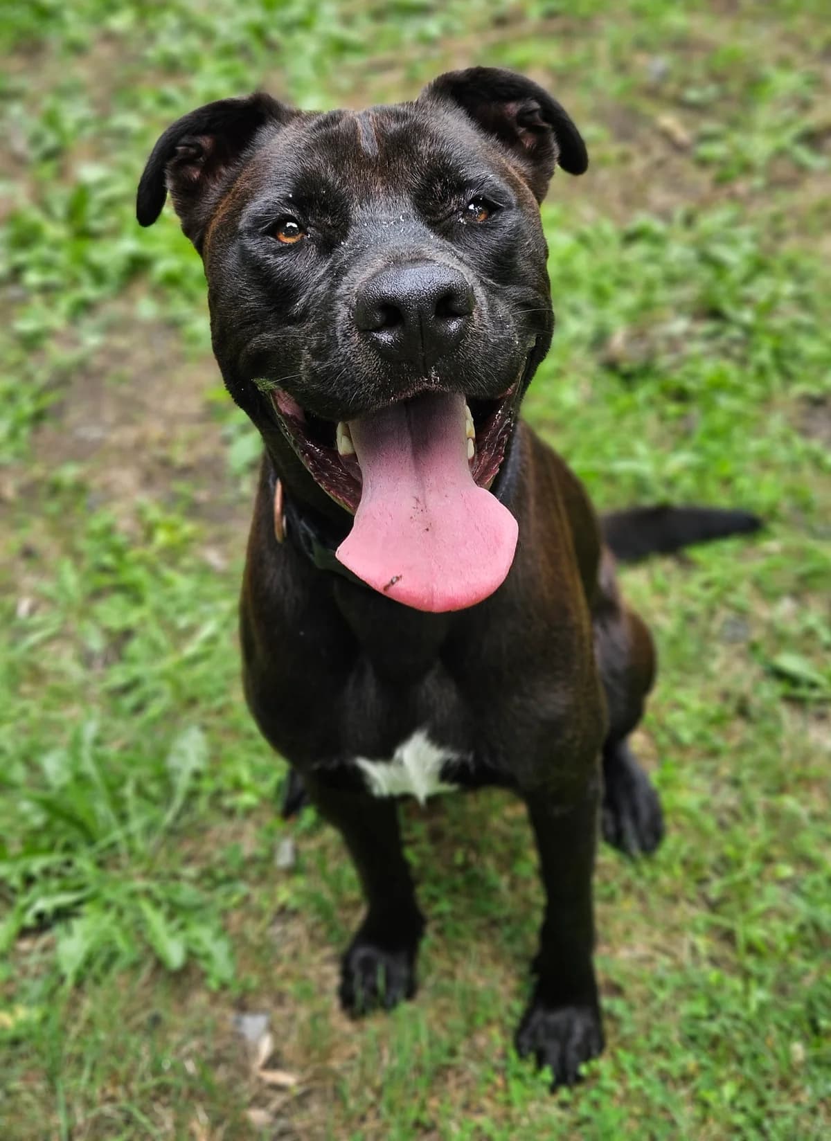 MAÏKO, male 3yo Labrador Retriever for adoption at SPA 65 Tarbes, Tarbes