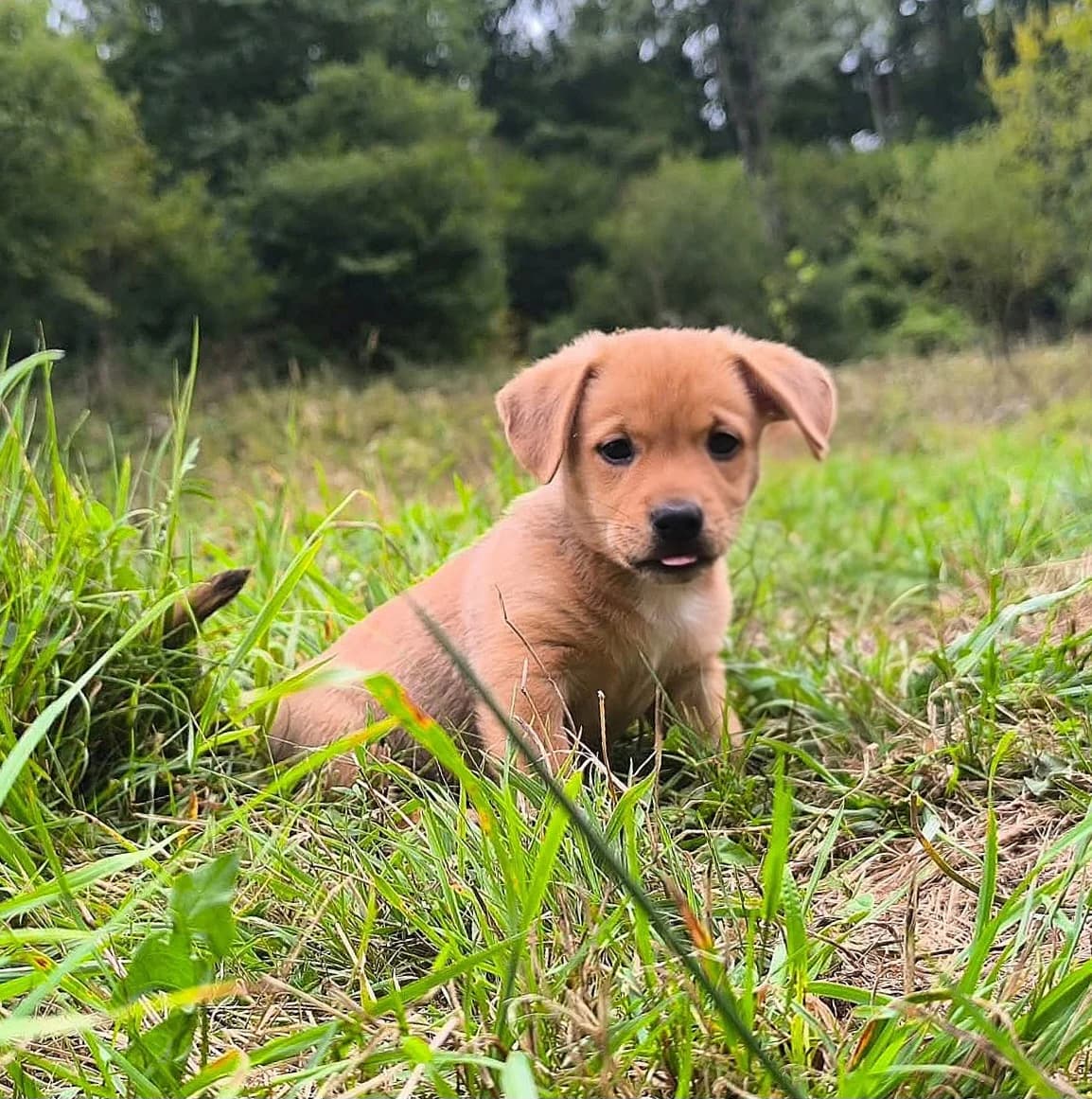 MAKAO, male puppy mixed breed for adoption at SPA 65 Tarbes, Tarbes