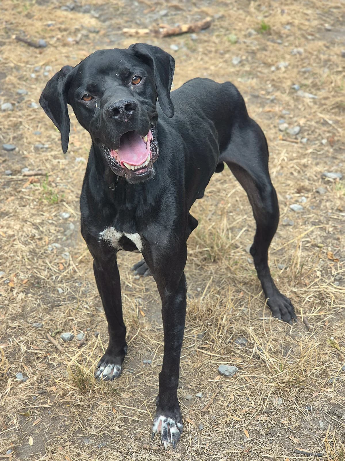 MARLEY, male 4yo Pointer for adoption at SPA 65 Tarbes, Tarbes