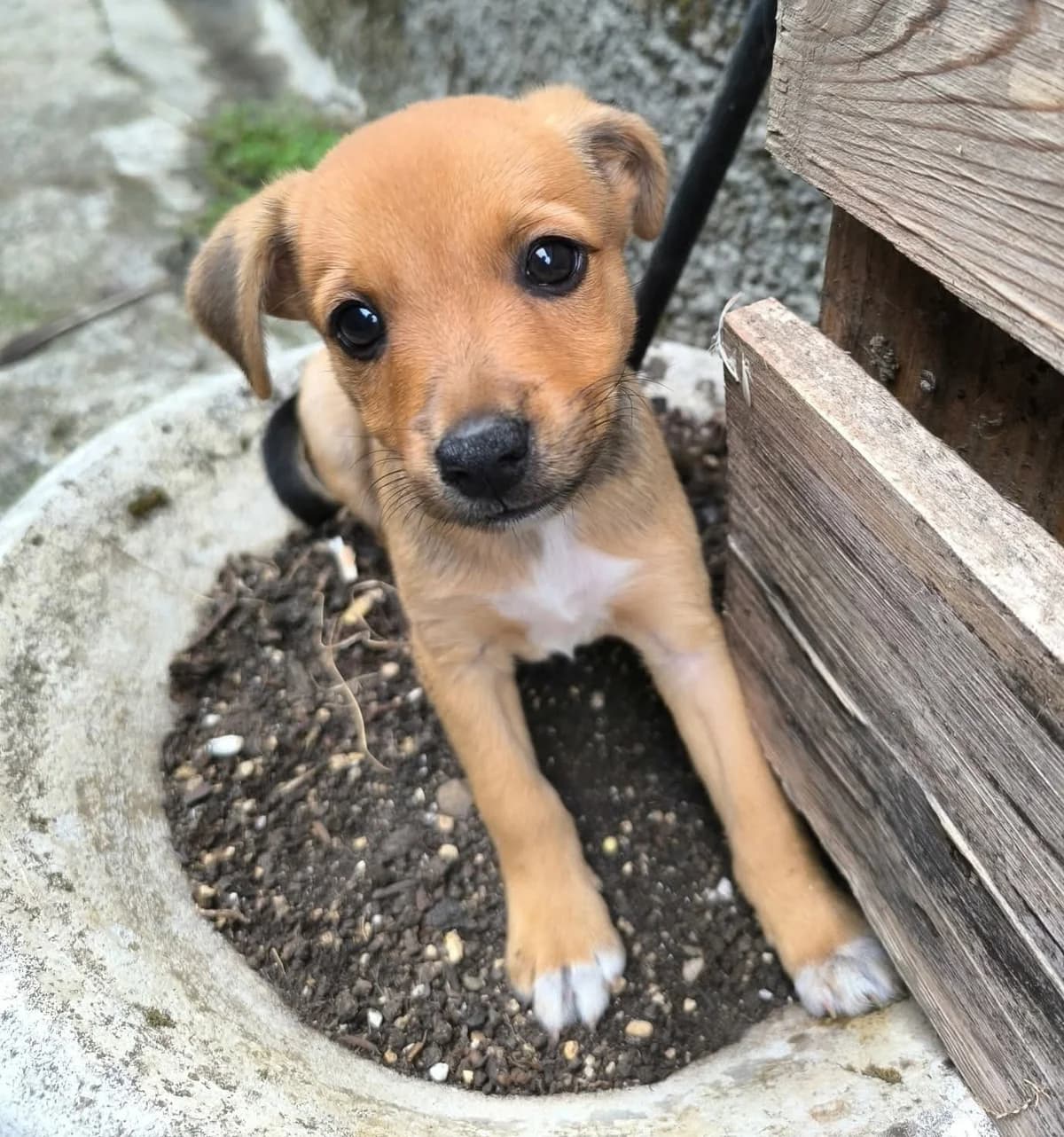 MÉO, male puppy mixed breed for adoption at SPA 65 Tarbes, Tarbes
