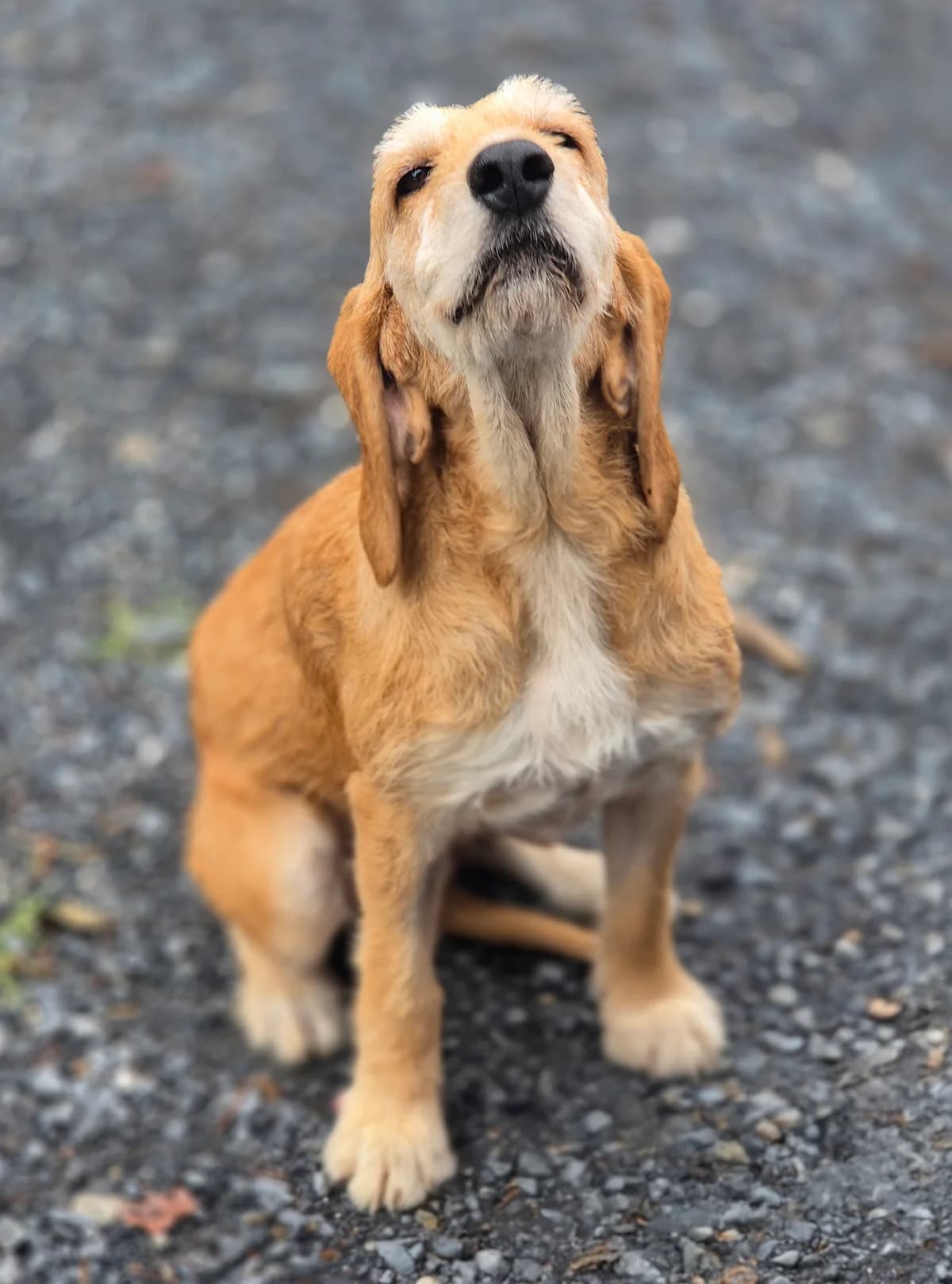 MINNIE, female puppy Mixed Breed for adoption at SPA 65 Tarbes, Tarbes