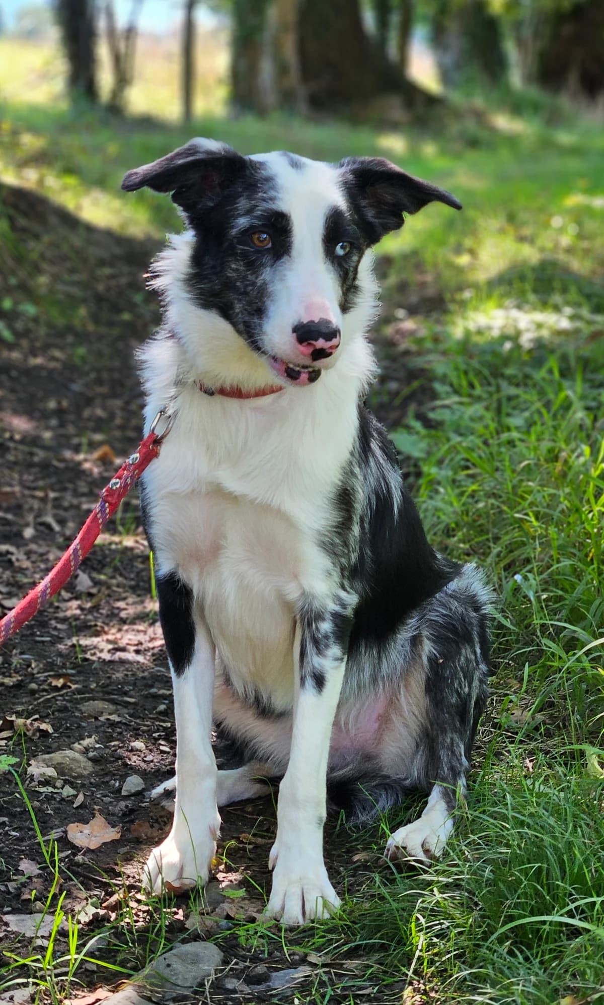 MOON, female 3yo Border Collie for adoption at SPA 65 Tarbes, Tarbes