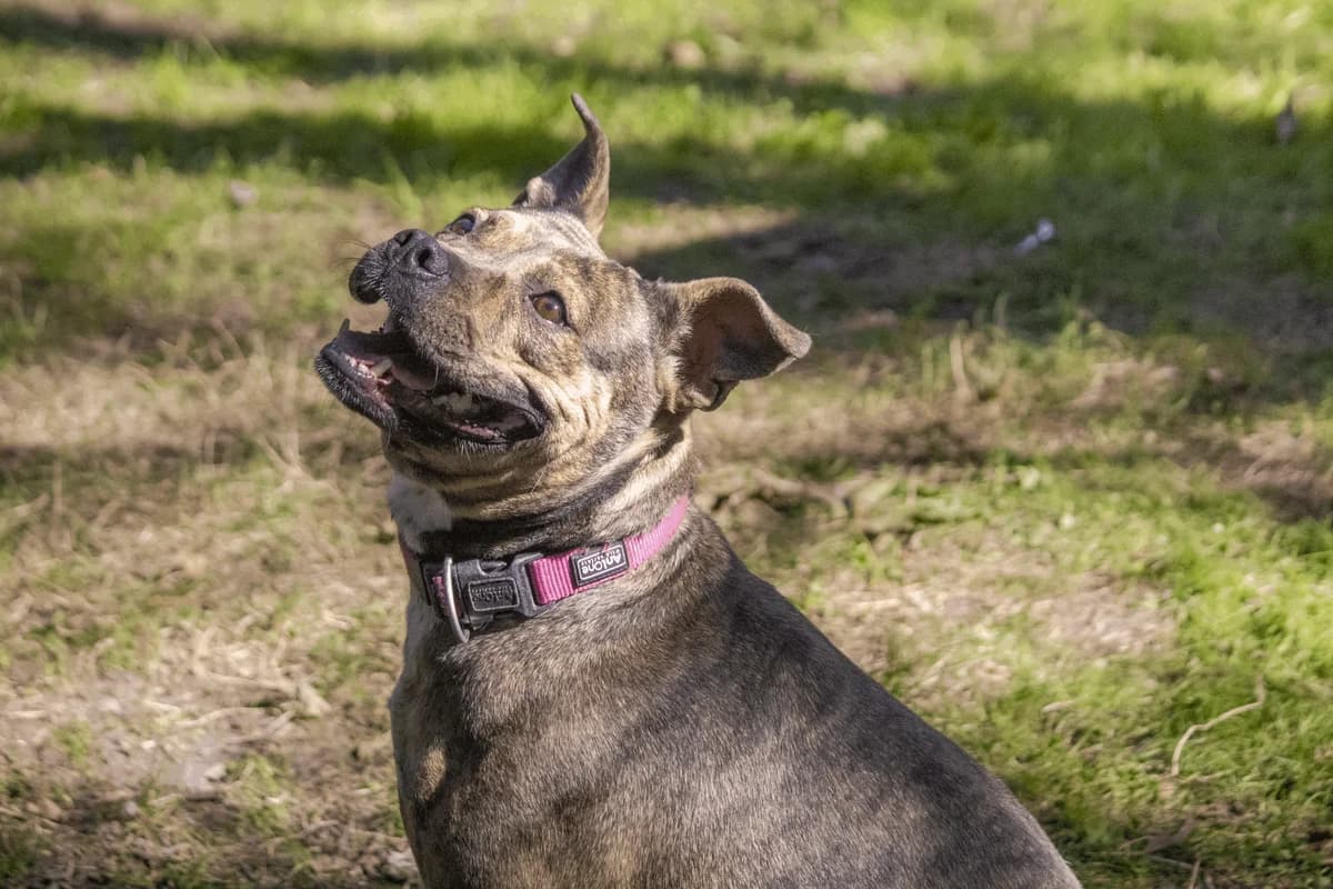 NALA, female mixed breed for adoption at SPA 65 Tarbes, Tarbes