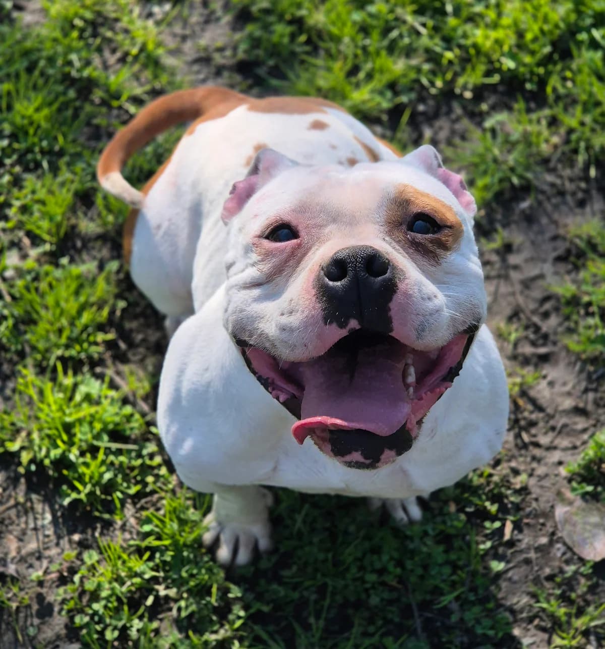 NALA,  (SPA 65 Tarbes)