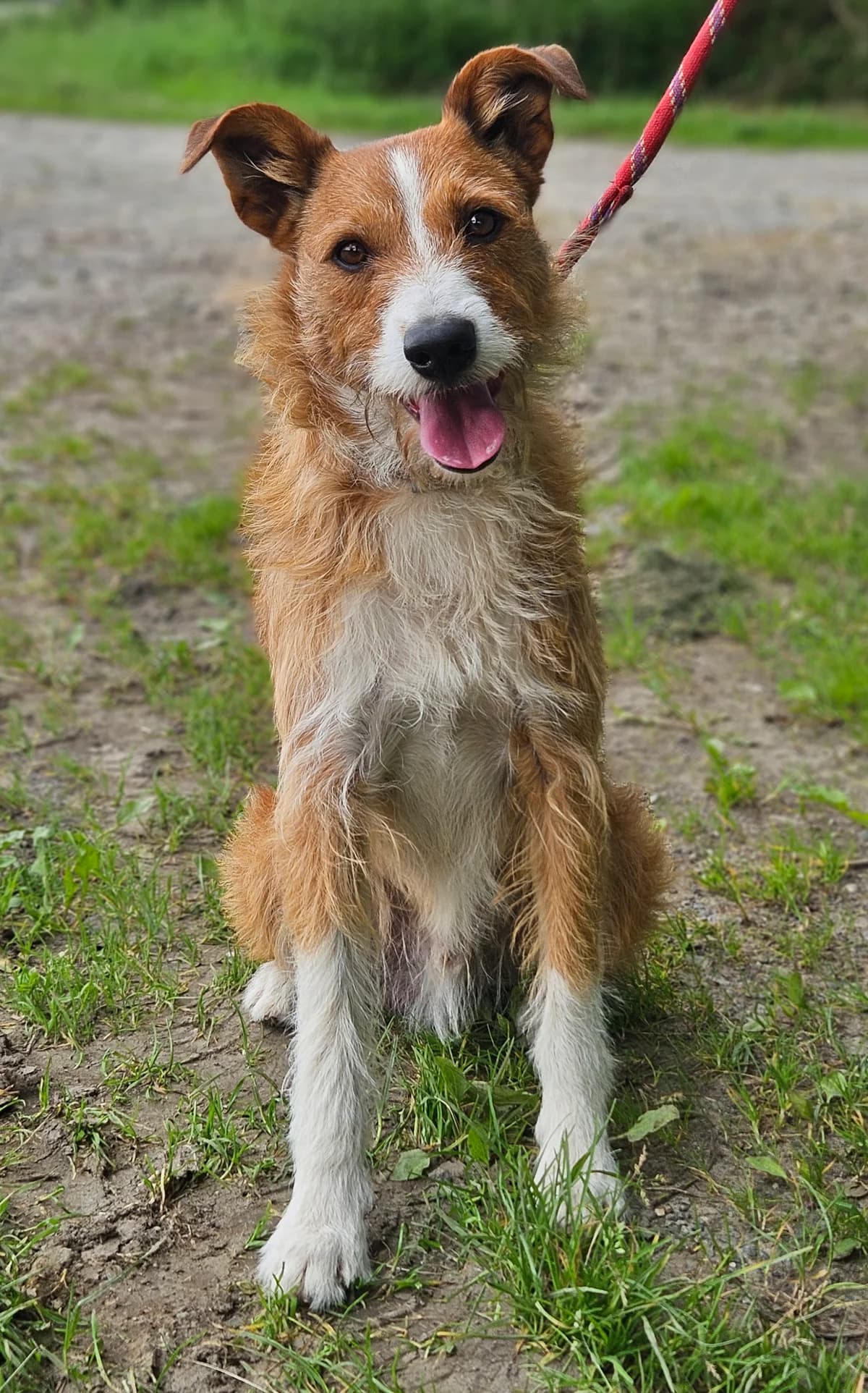 NOUGAT, male senior mixed breed for adoption at SPA 65 Tarbes, Tarbes