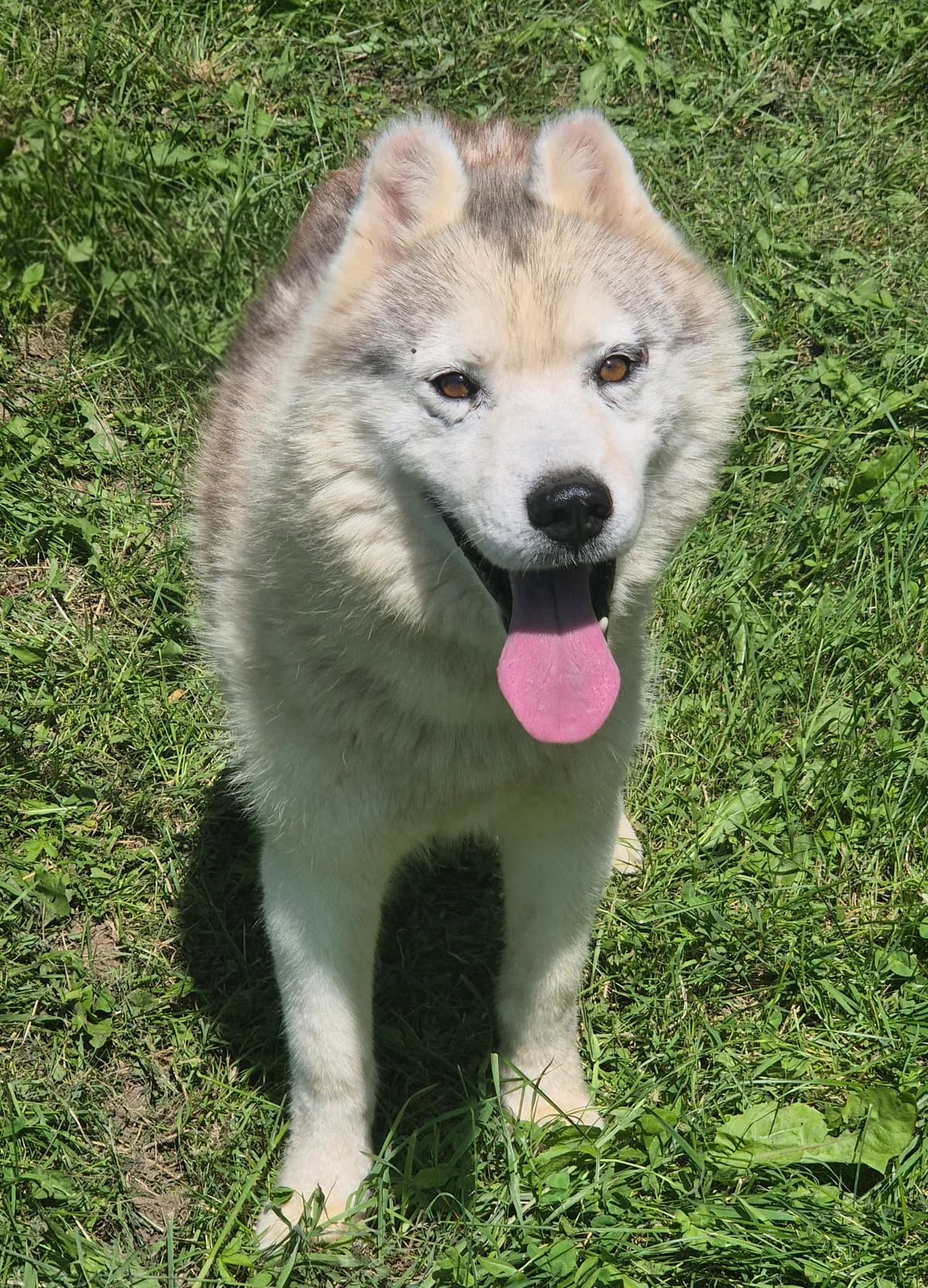 OLAF, male 7yo Husky for adoption at SPA 65 Tarbes, Tarbes
