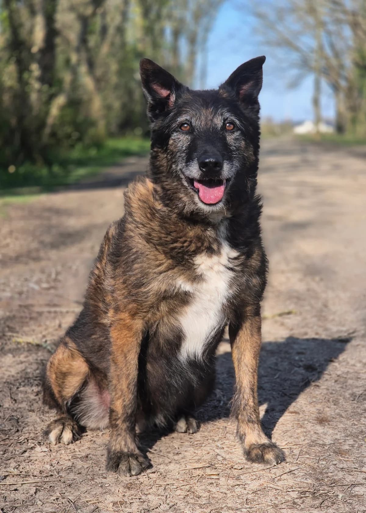 ONYX, male senior Belgian Malinois for adoption at SPA 65 Tarbes, Tarbes