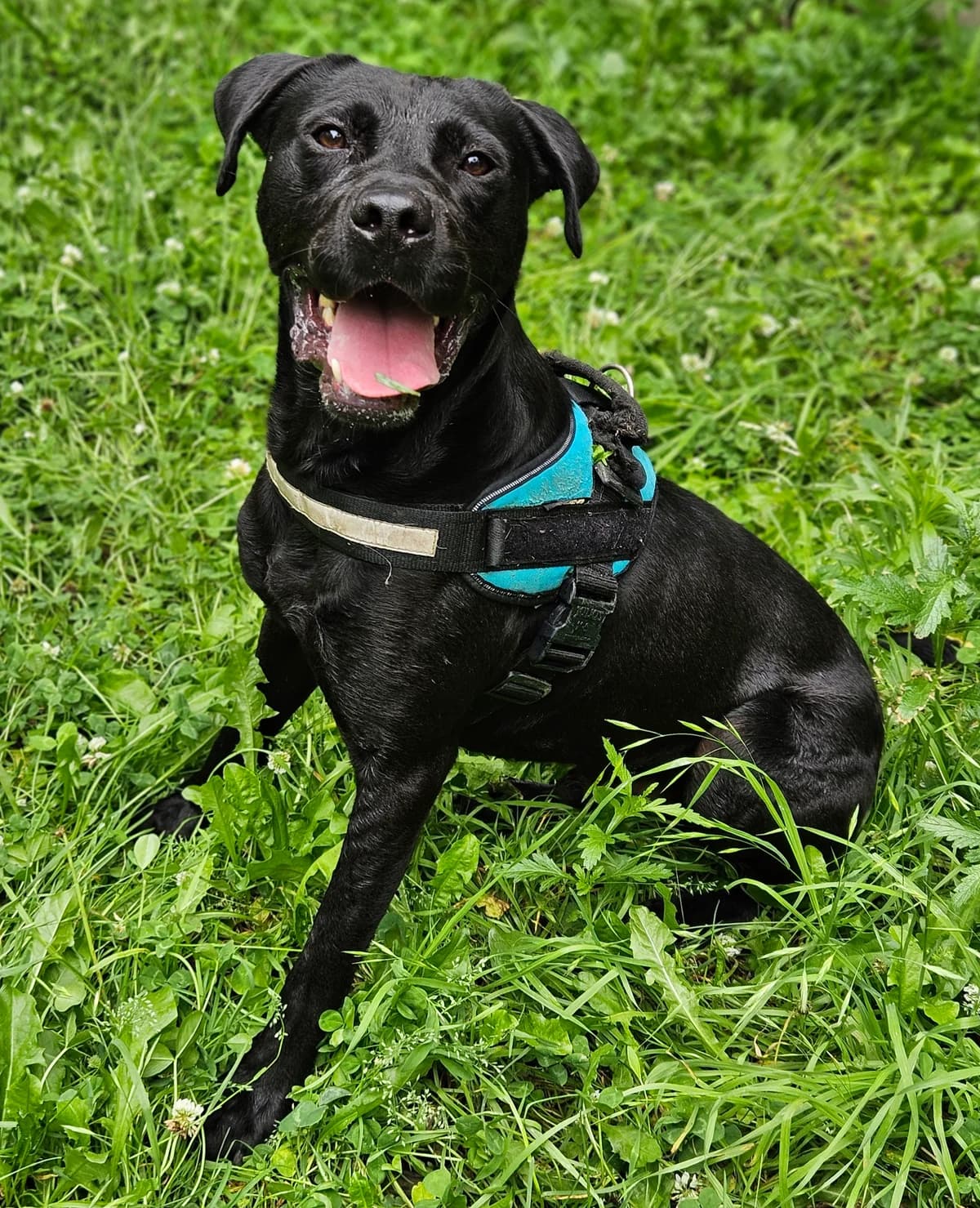 PILOU, male Labrador Retriever for adoption at SPA 65 Tarbes, Tarbes