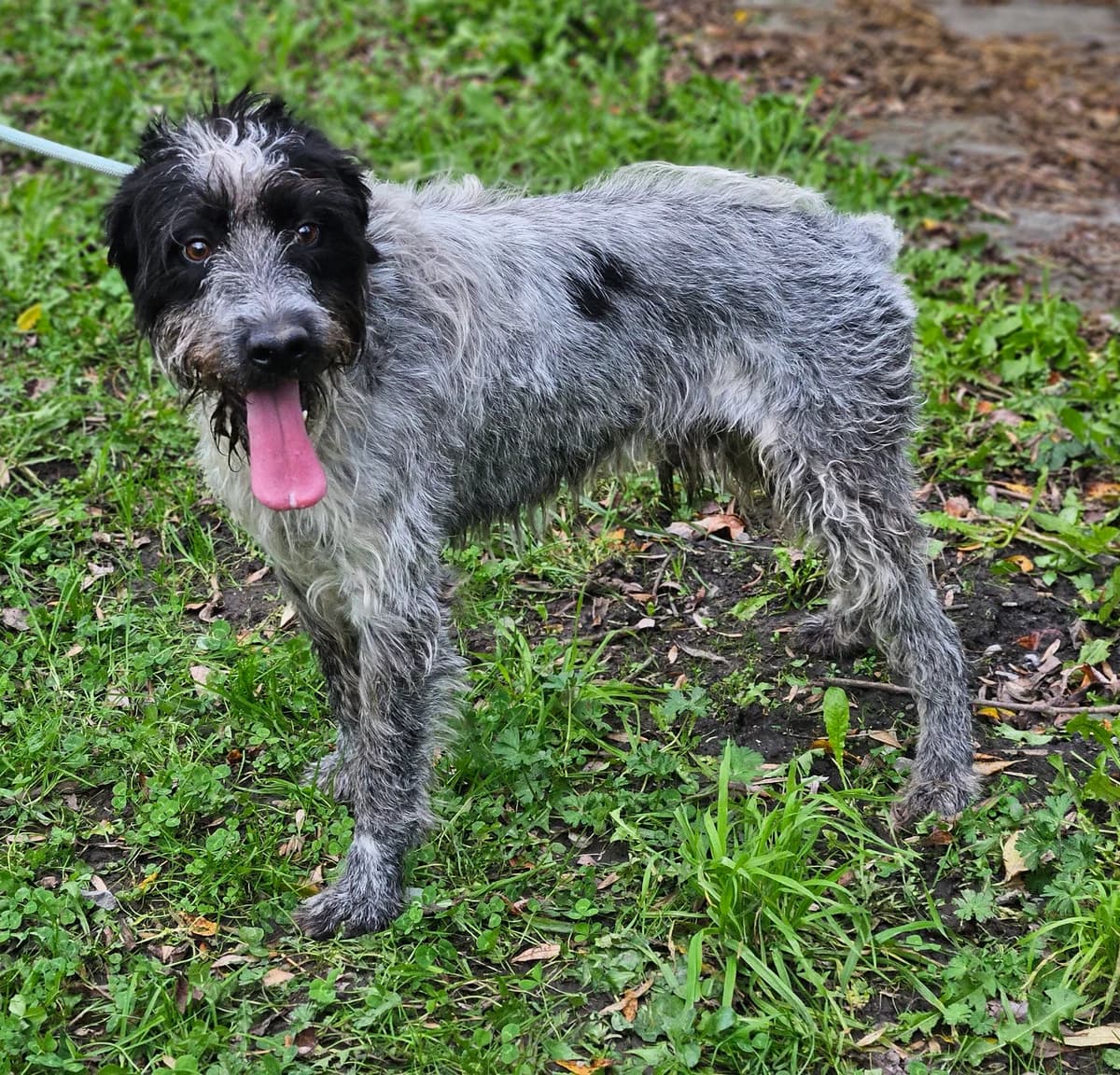 PLUTON, male mixed breed for adoption at SPA 65 Tarbes, Tarbes