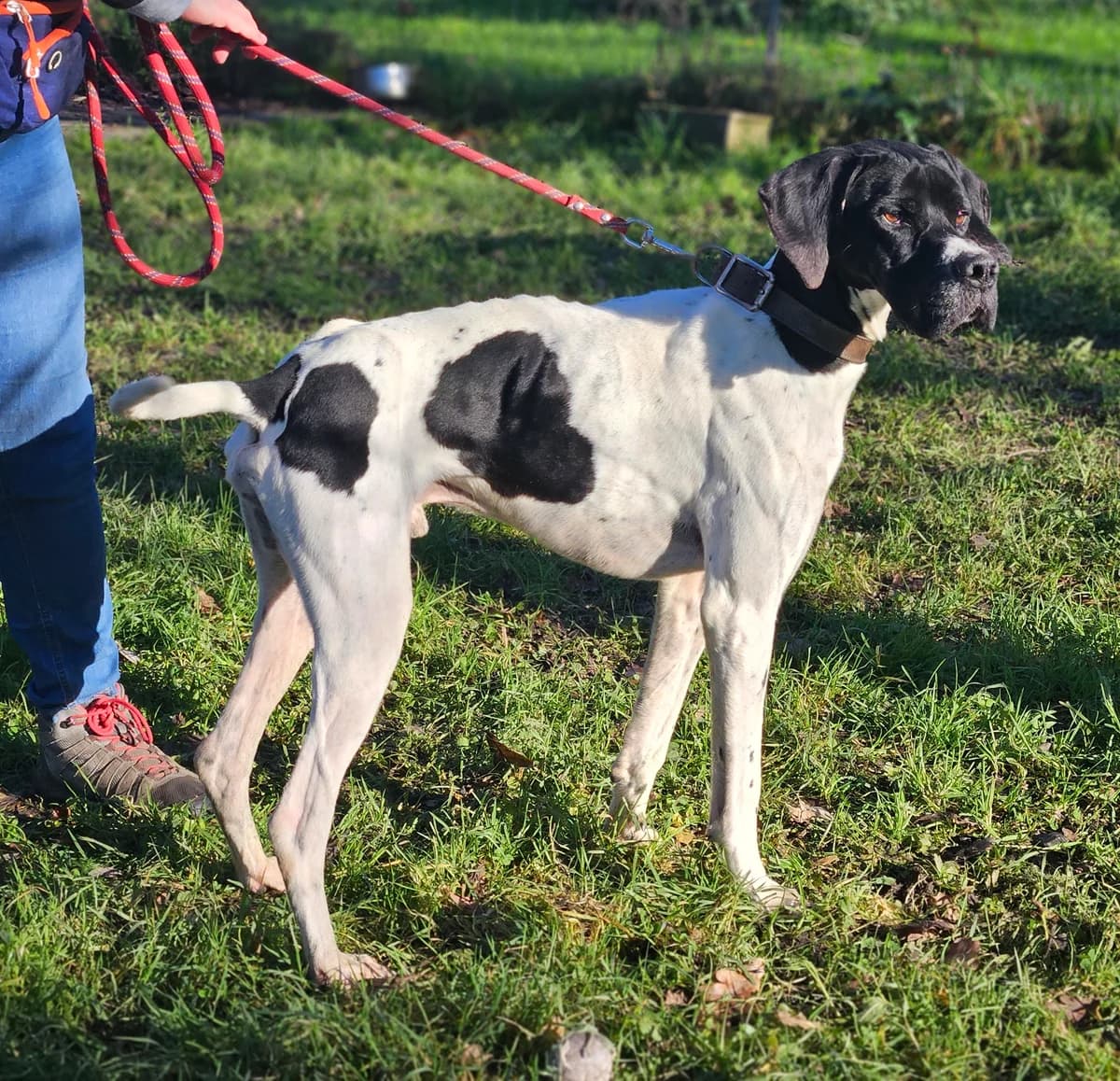 POLO, male Pointer for adoption at SPA 65 Tarbes, Tarbes