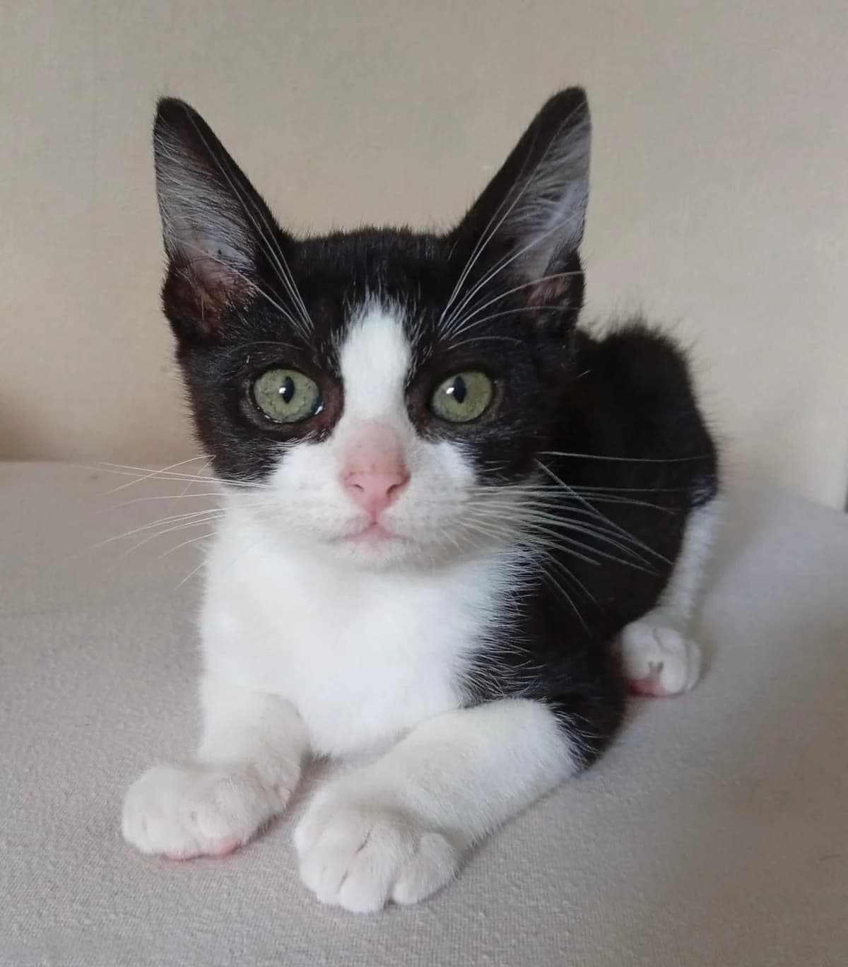 POTTER, male puppy Mixed Breed for adoption at SPA 65 Tarbes, Tarbes