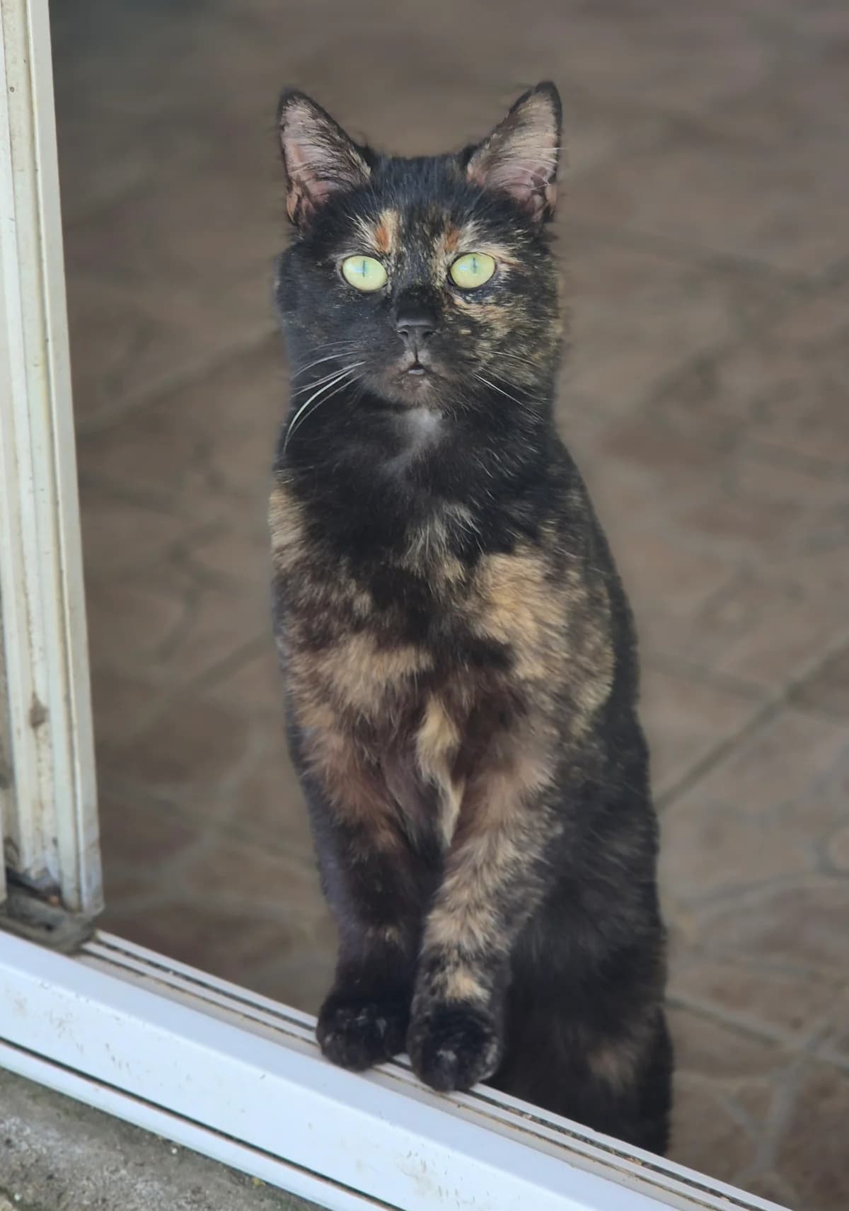 PUPUCE, female Mixed Breed for adoption at SPA 65 Tarbes, Tarbes