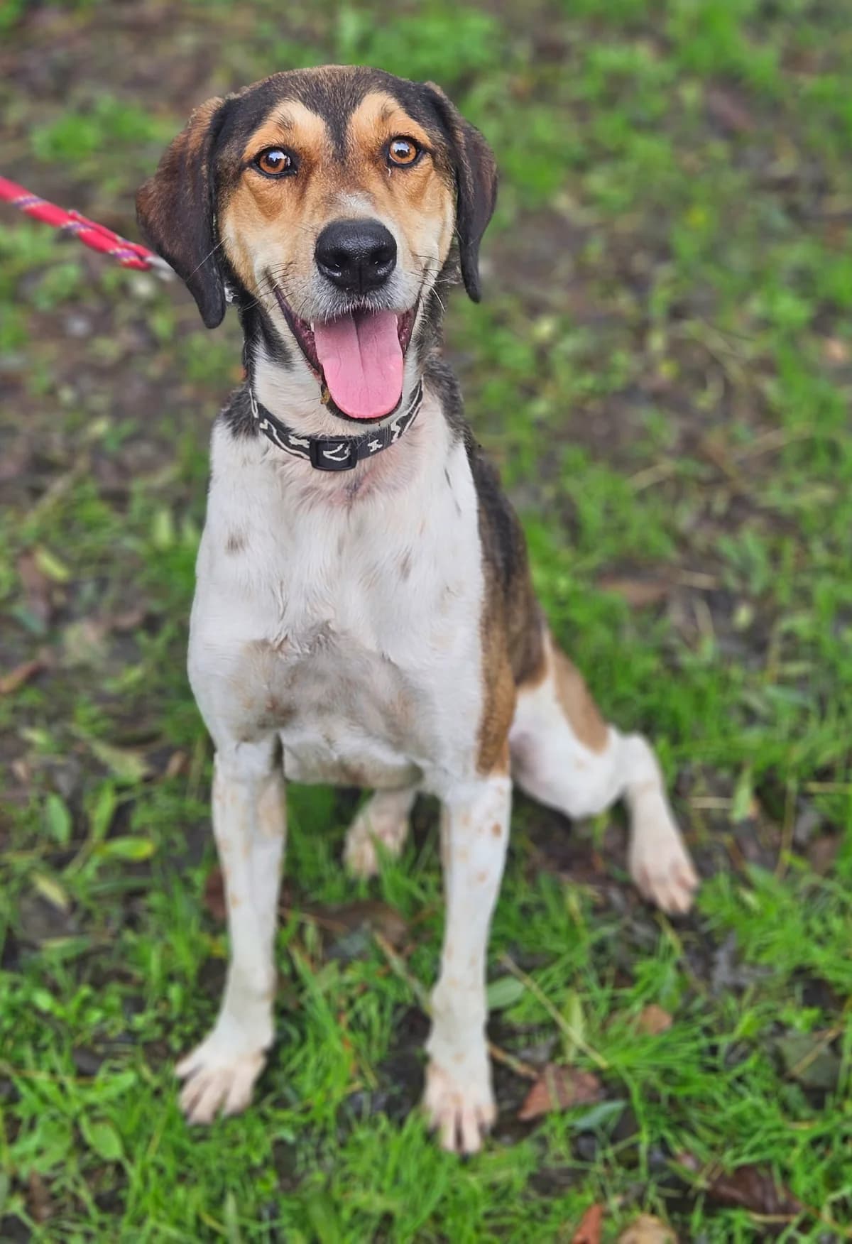 ROXY, male 6yo Border Collie for adoption at SPA 65 Tarbes, Tarbes