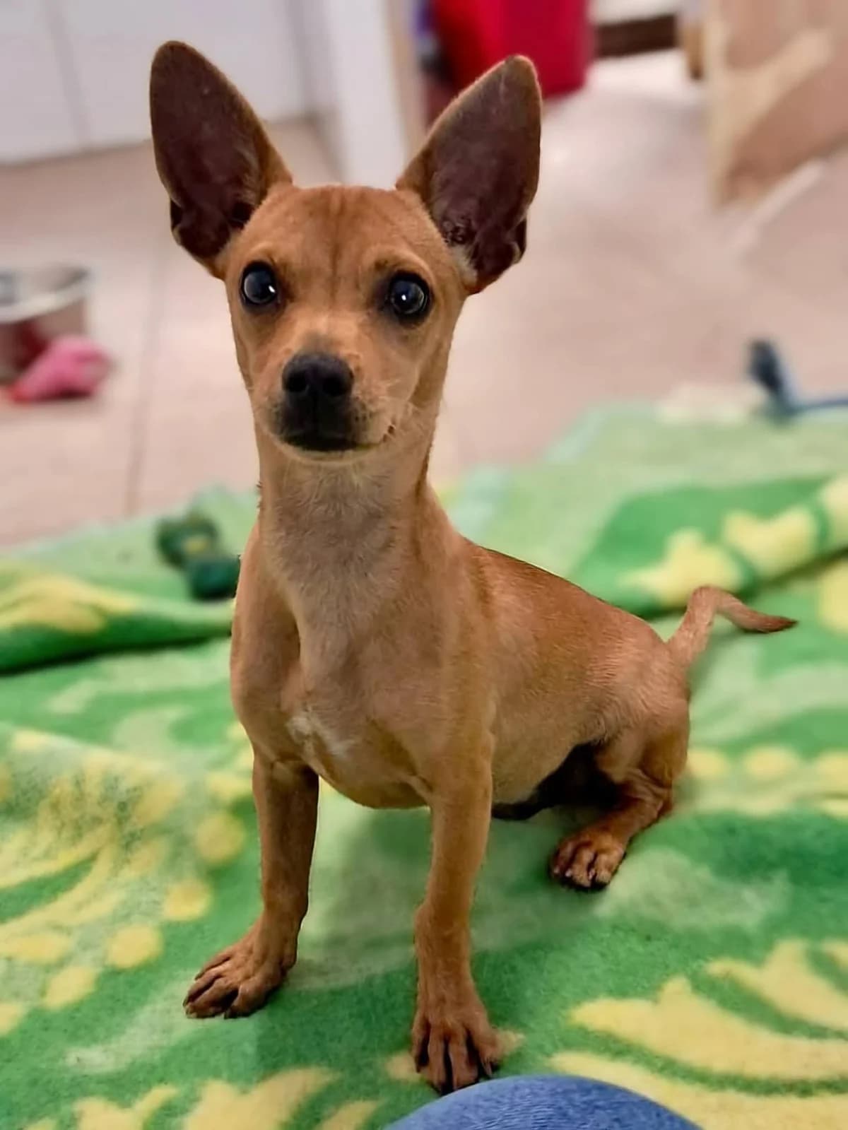 SAMY, male puppy mixed breed for adoption at SPA 65 Tarbes, Tarbes