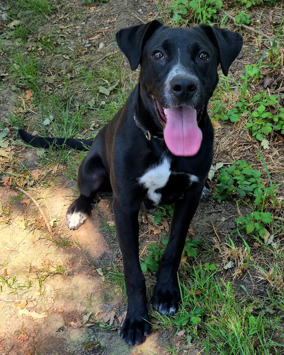 SHADOW, male young Labrador Retriever for adoption at SPA 65 Tarbes, Tarbes