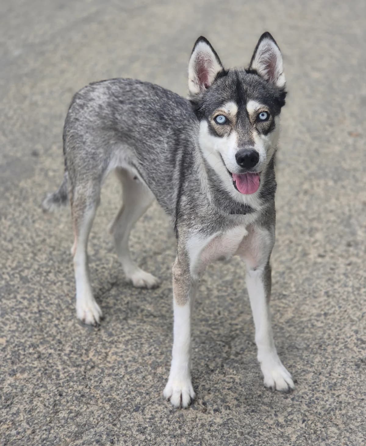 SHANNA, female young Husky for adoption at SPA 65 Tarbes, Tarbes