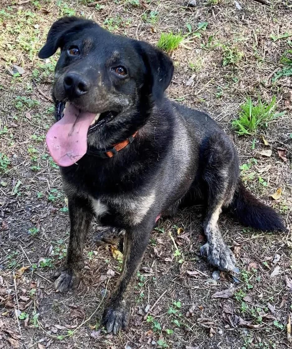 TAG, male senior mixed breed for adoption at SPA 65 Tarbes, Tarbes
