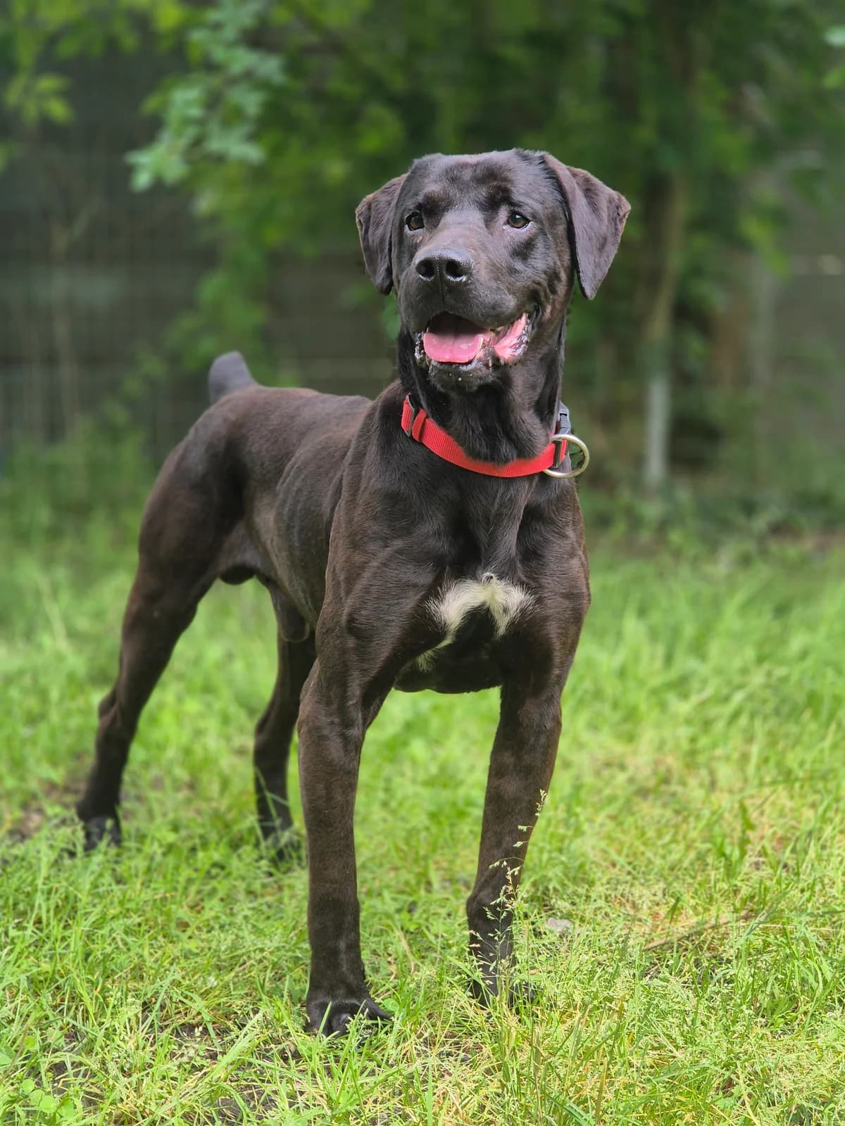 TAIKO, male Labrador Retriever for adoption at SPA 65 Tarbes, Tarbes