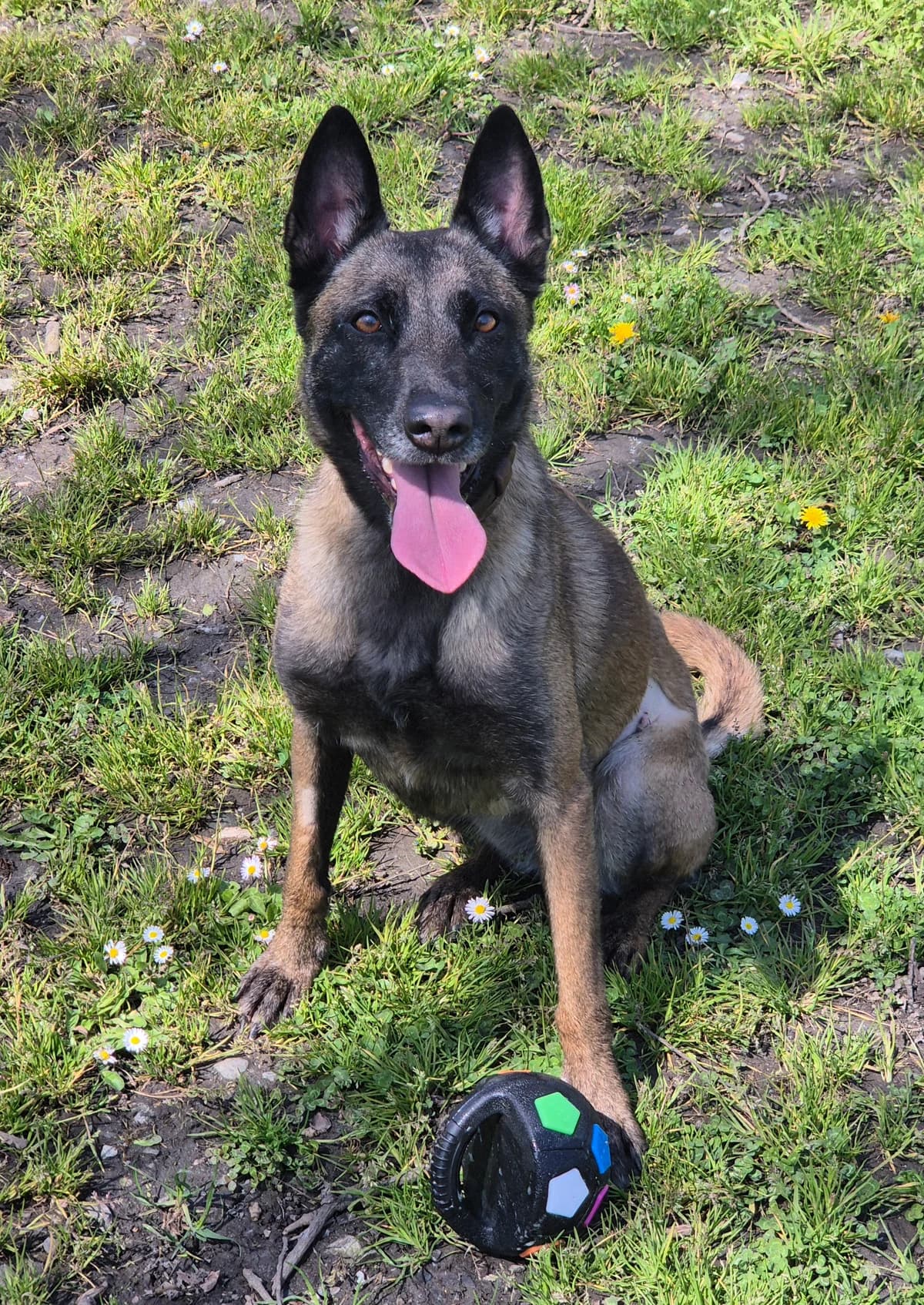 TOKYO, female 3yo Belgian Malinois for adoption at SPA 65 Tarbes, Tarbes