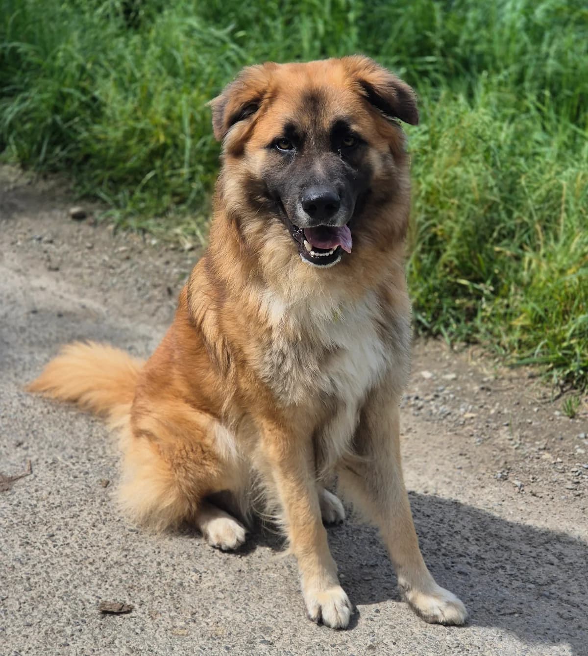 TSUKI, male young German Shepherd for adoption at SPA 65 Tarbes, Tarbes