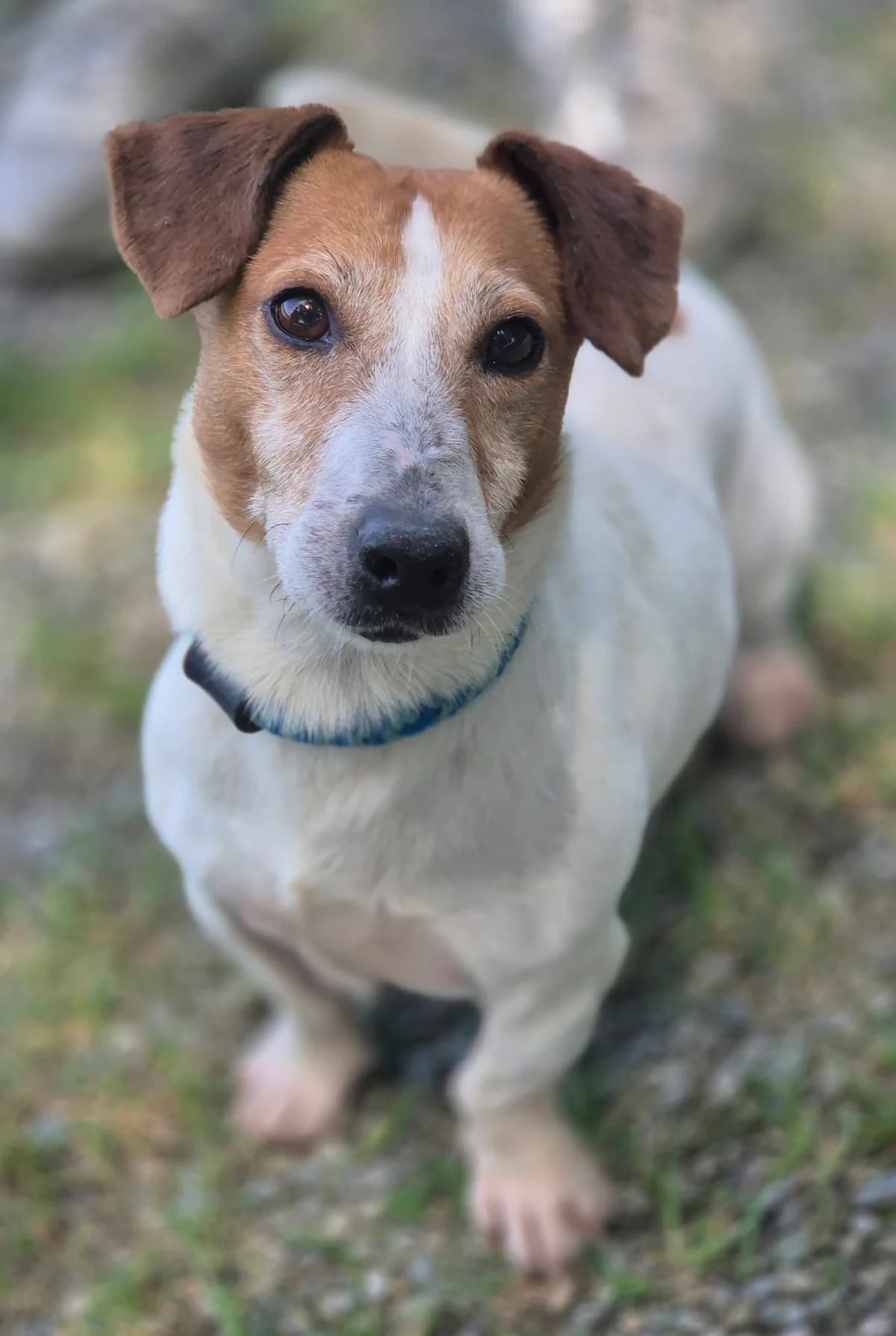 TURBO, male senior Jack Russell Terrier for adoption at SPA 65 Tarbes, Tarbes