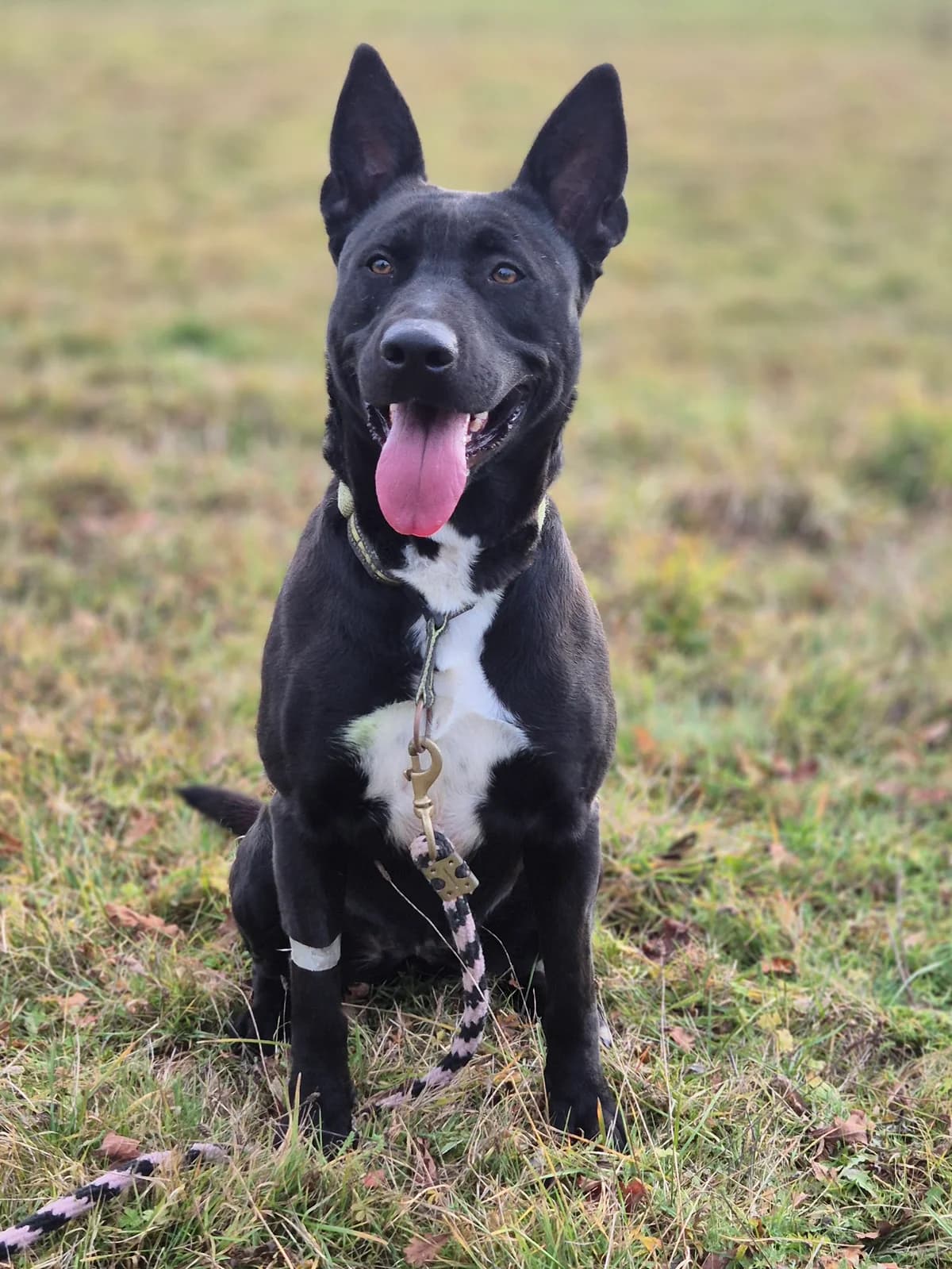 UKAWA, female 4yo Belgian Malinois for adoption at SPA 65 Tarbes, Tarbes
